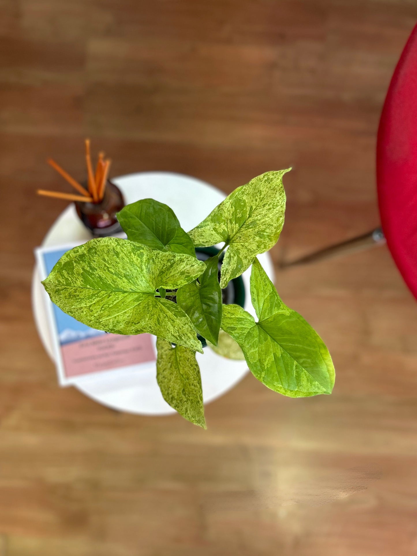 Singonio Mojito