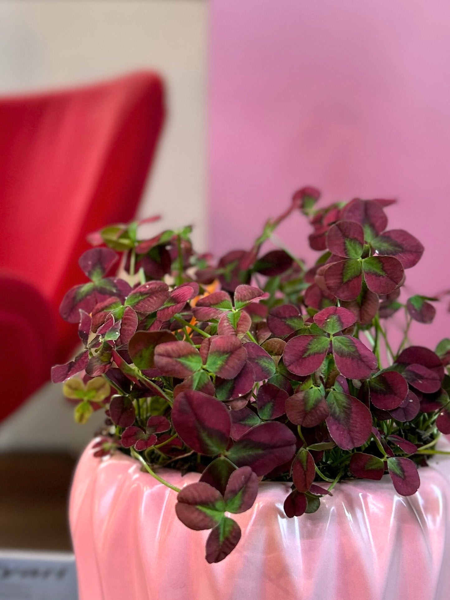 Oxalis corniculata o Trébol de la suerte