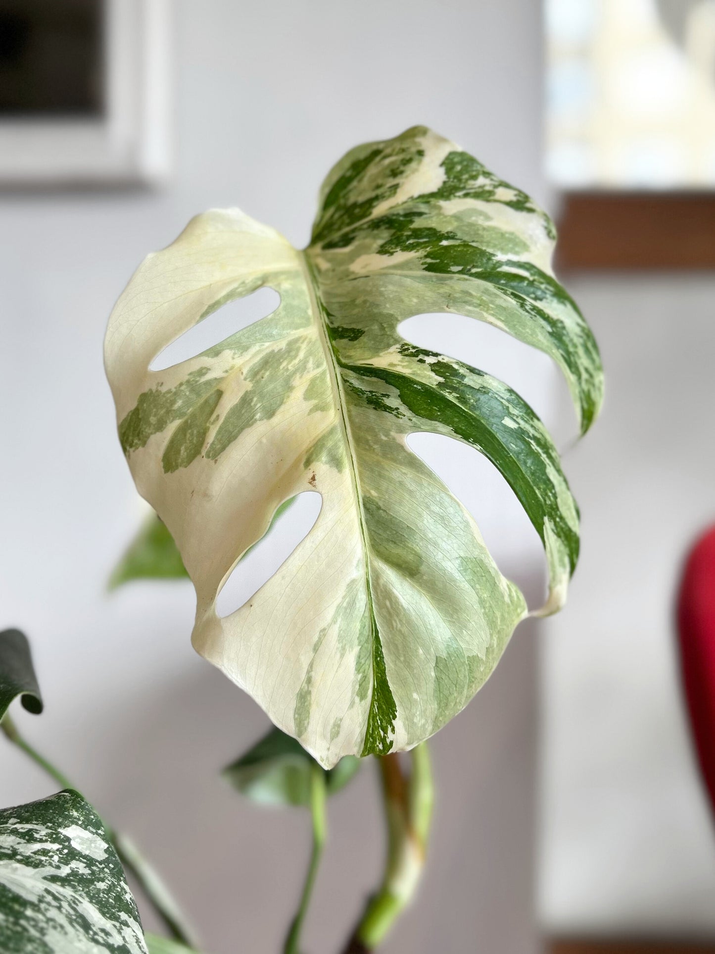 Monstera Variegada S