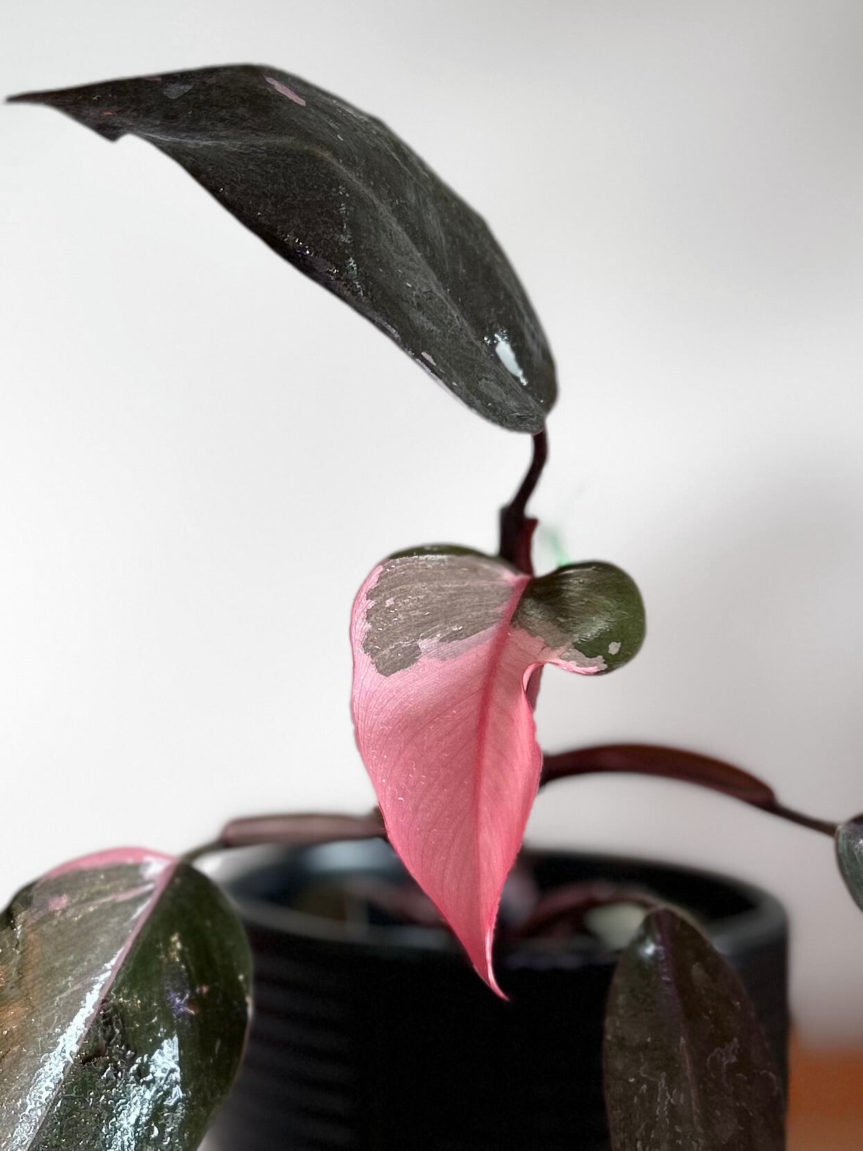 Filodendro Pink Princess
