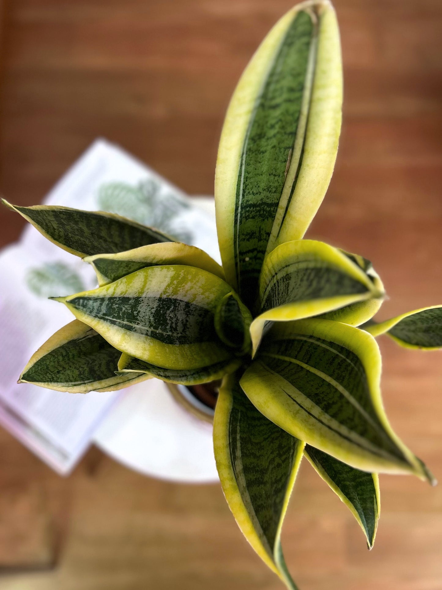 Sansevieria Trifasciata Superba M