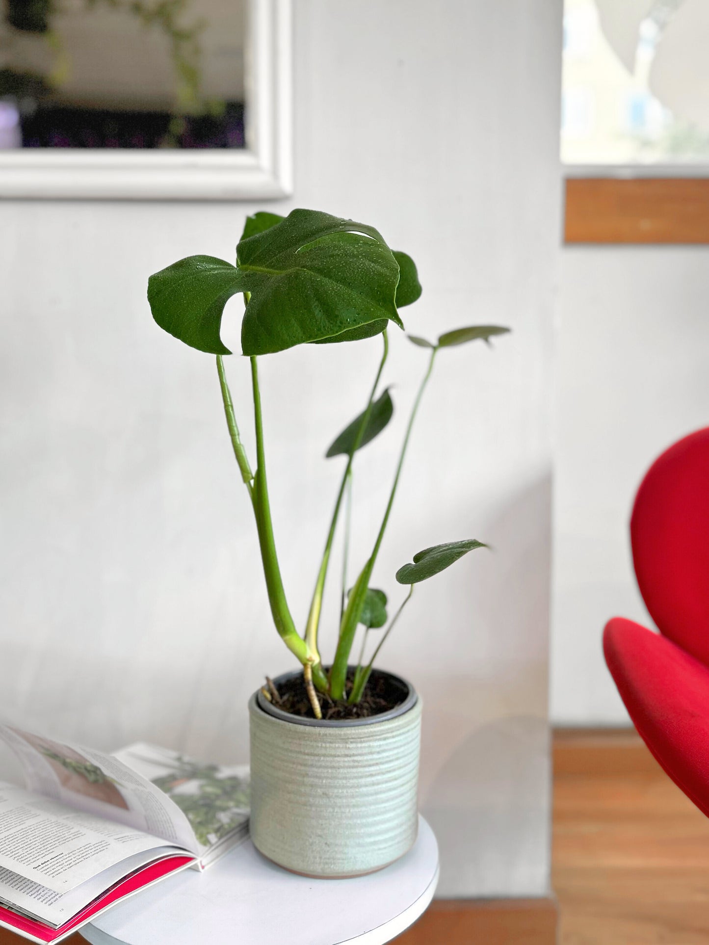 Monstera Deliciosa S