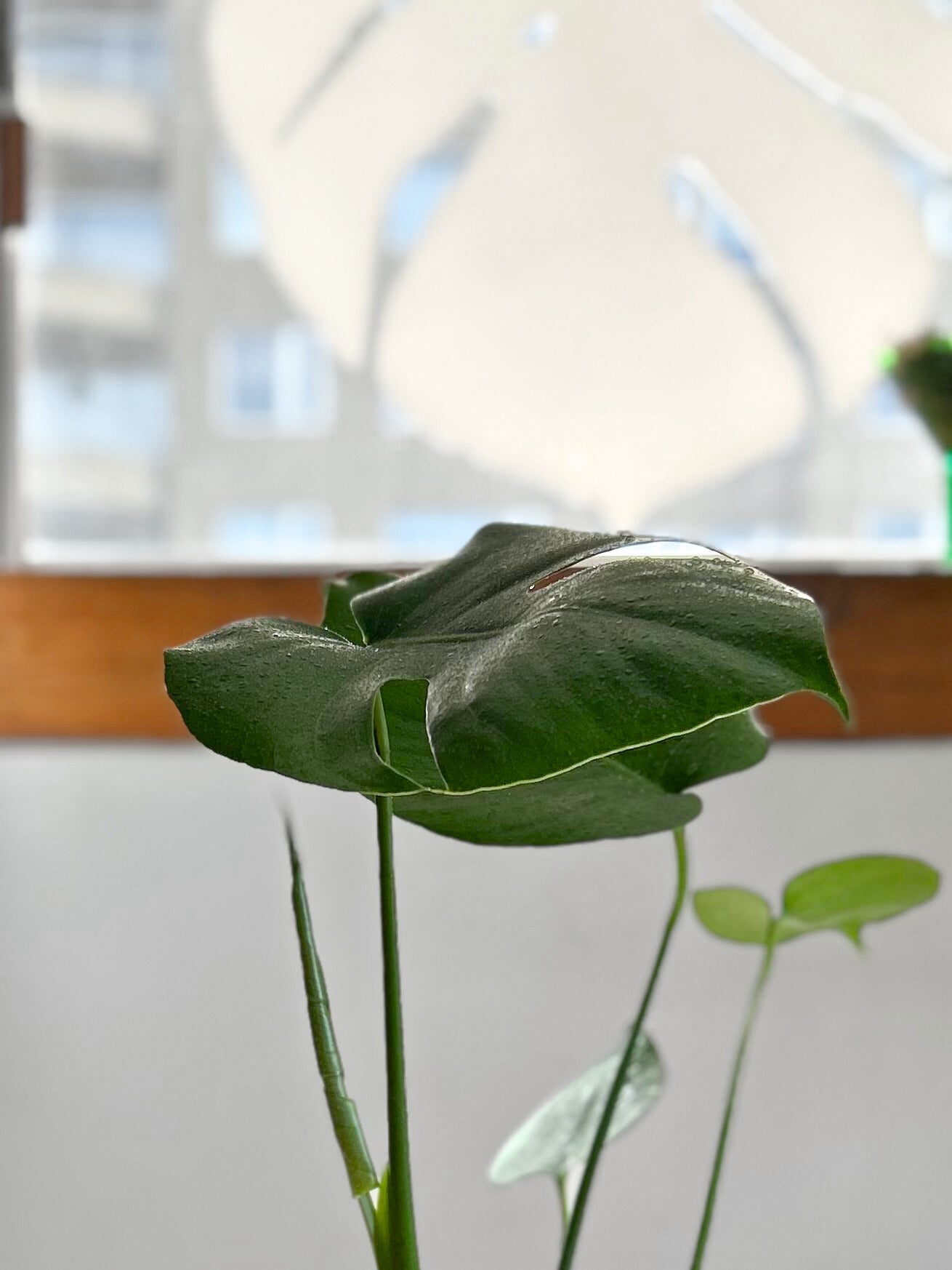 Monstera Deliciosa S