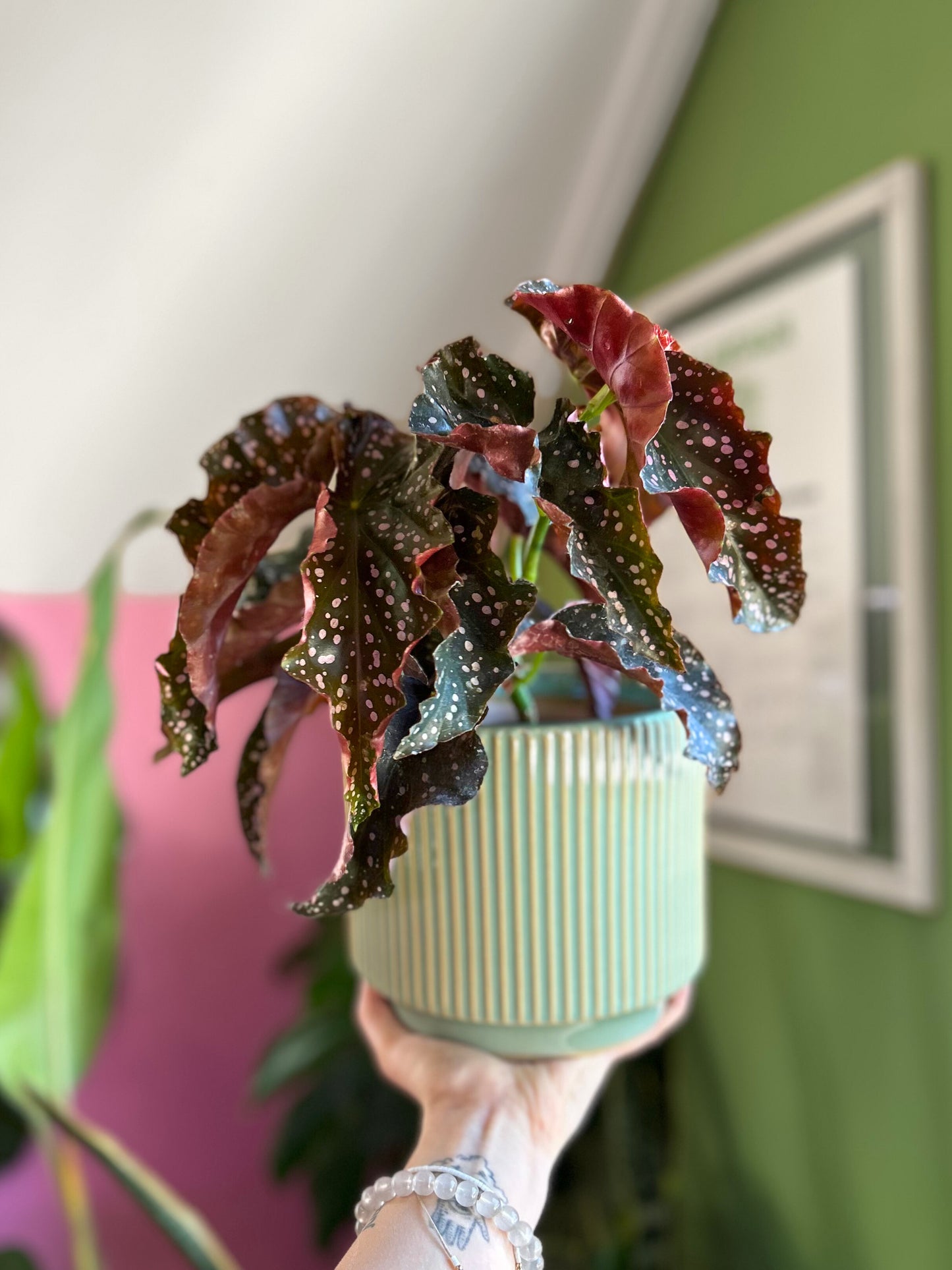 Begonia Cracklin Rosie