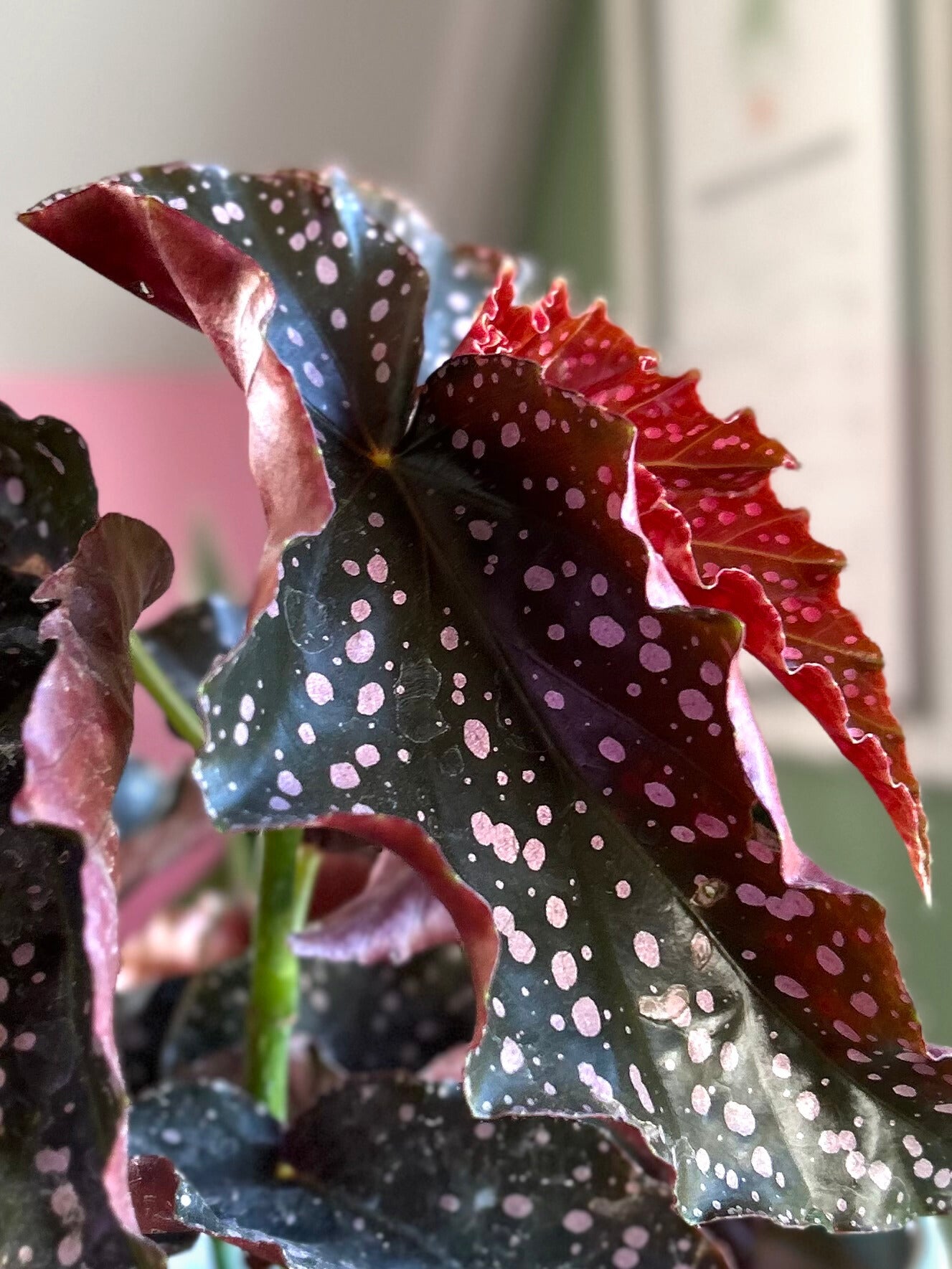 Begonia Cracklin Rosie