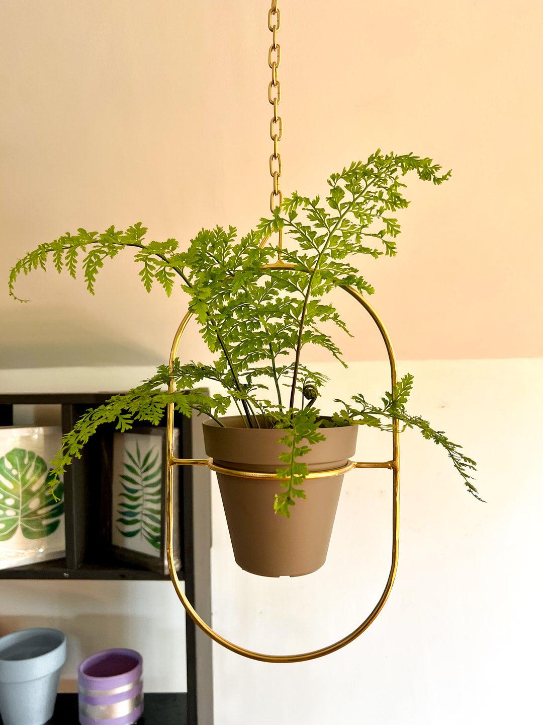 Porta macetas colgante para plantas modelo Olivia