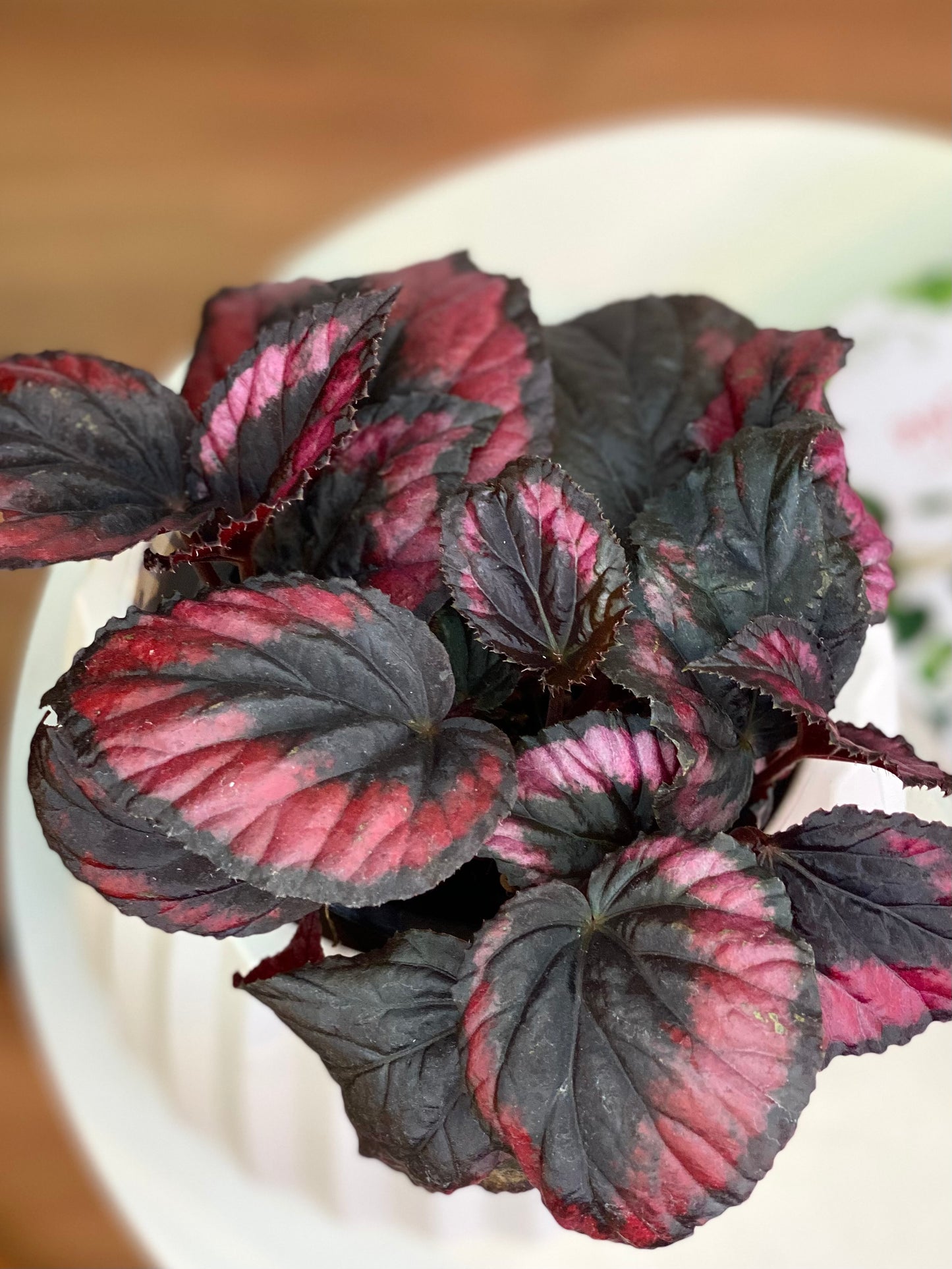 Begonia Rex Red Kiss M
