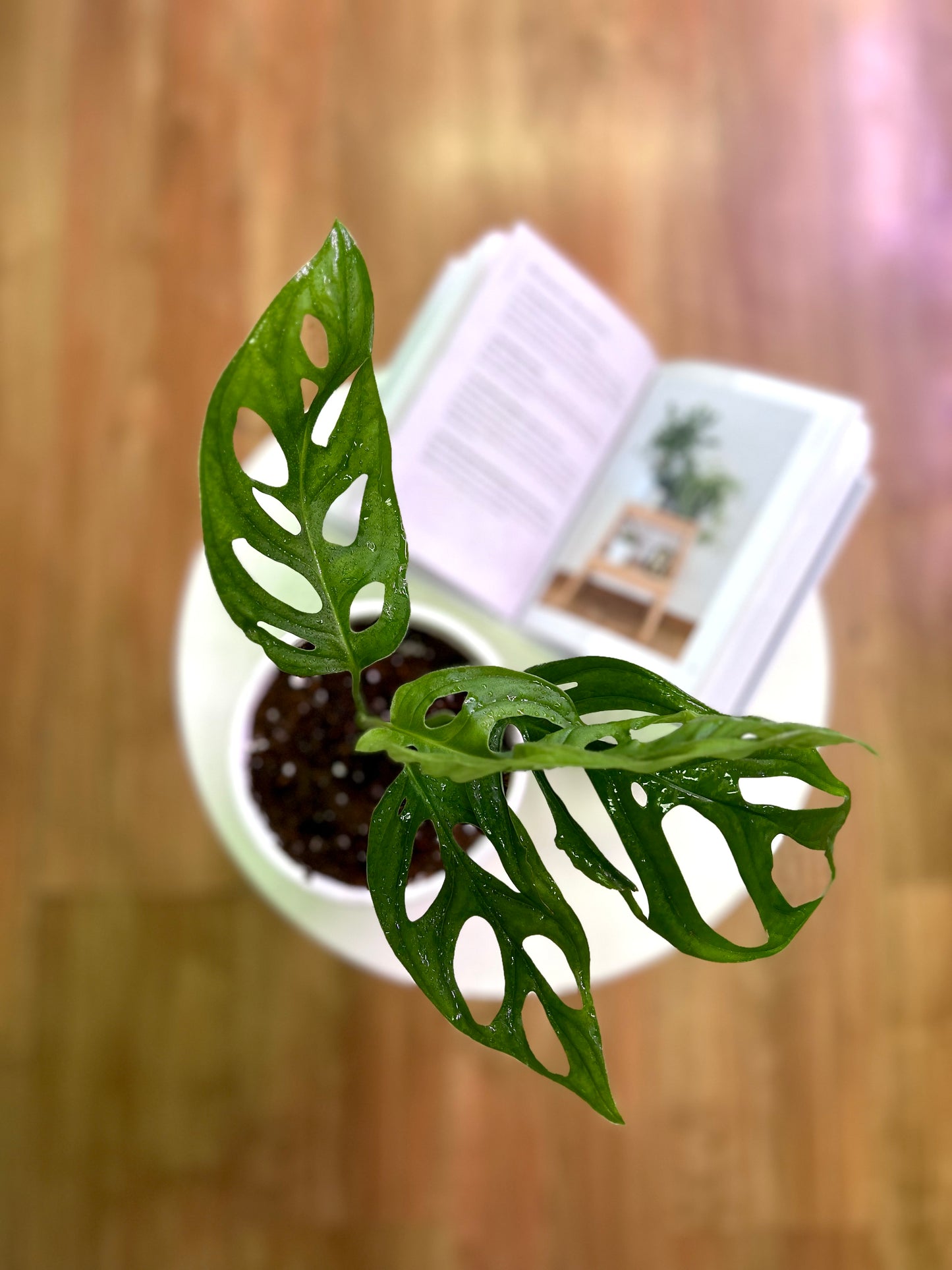 Monstera Adansonii