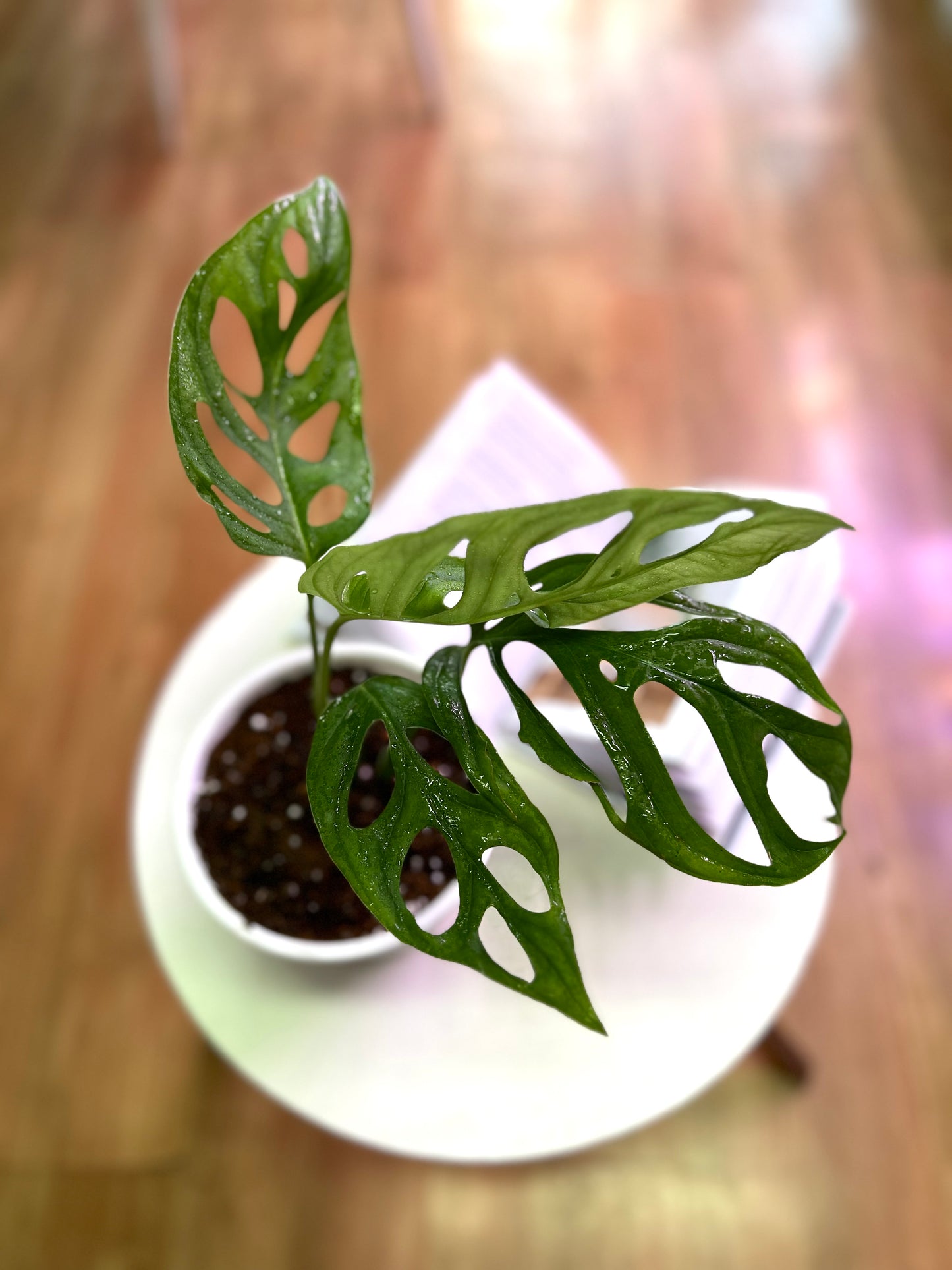 Monstera Adansonii