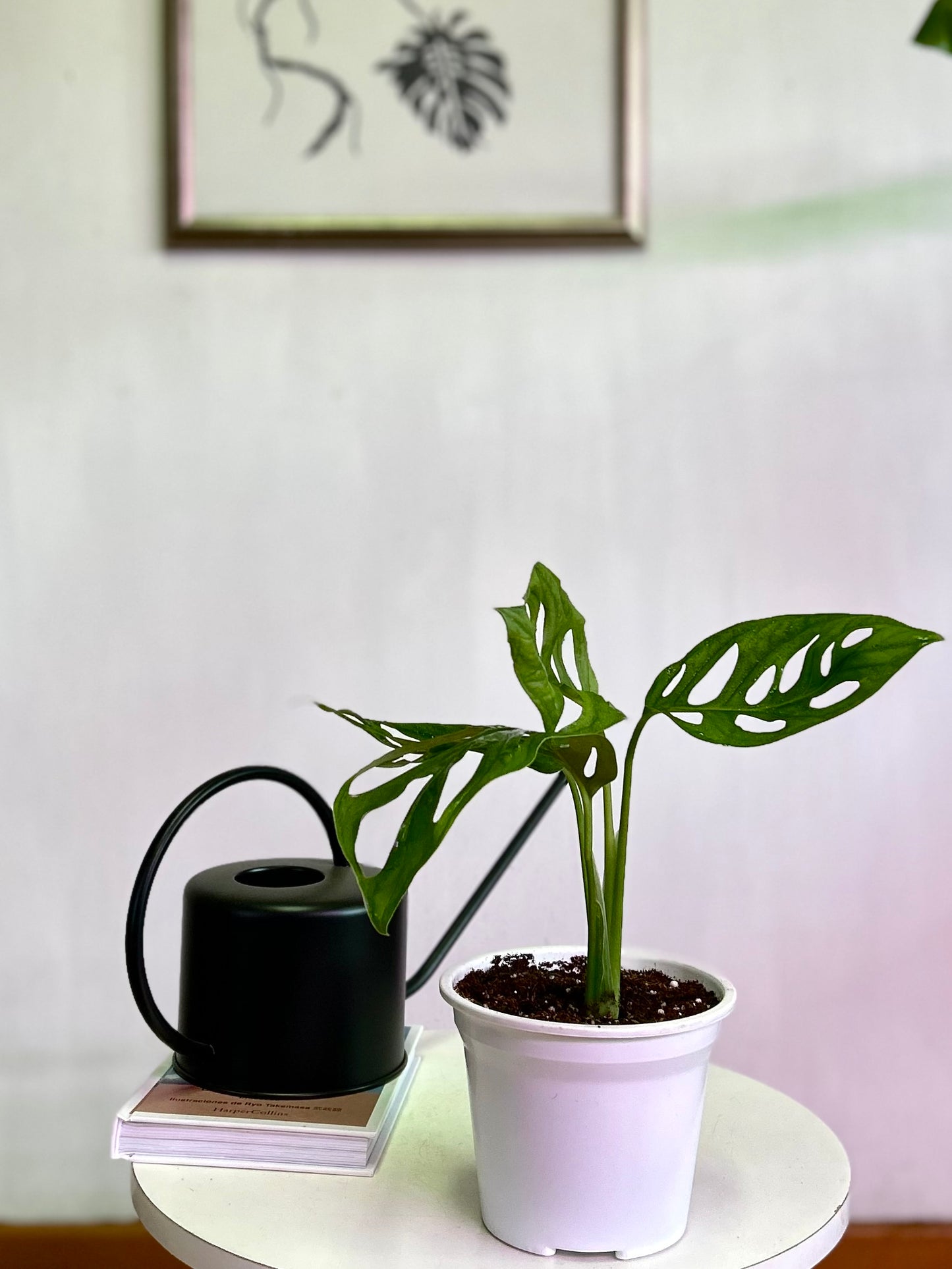 Monstera Adansonii
