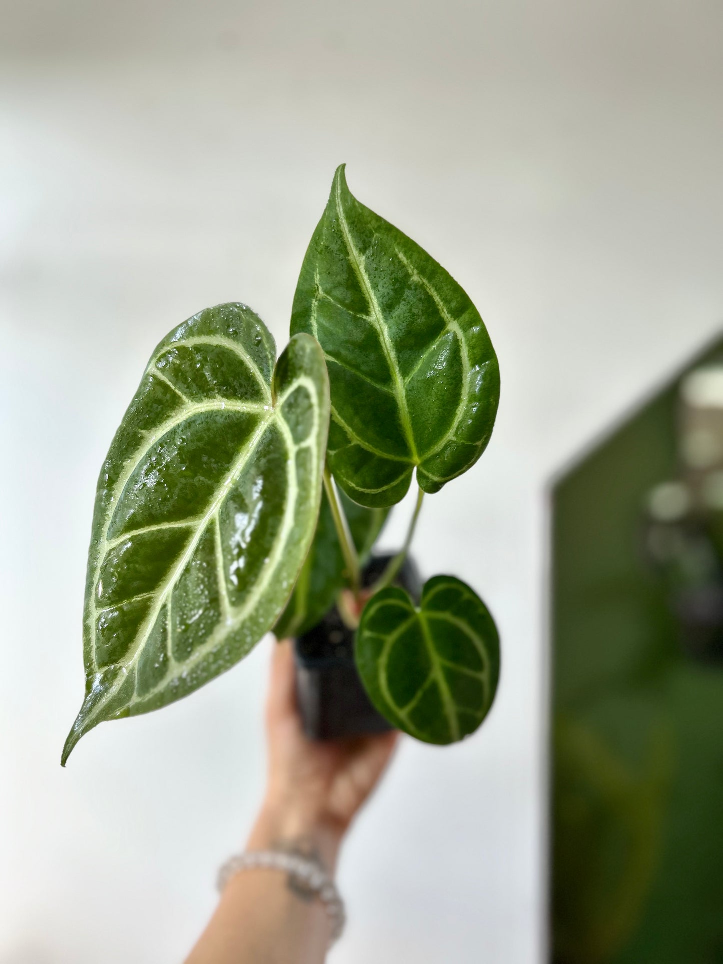 Anthurium Crystallinum