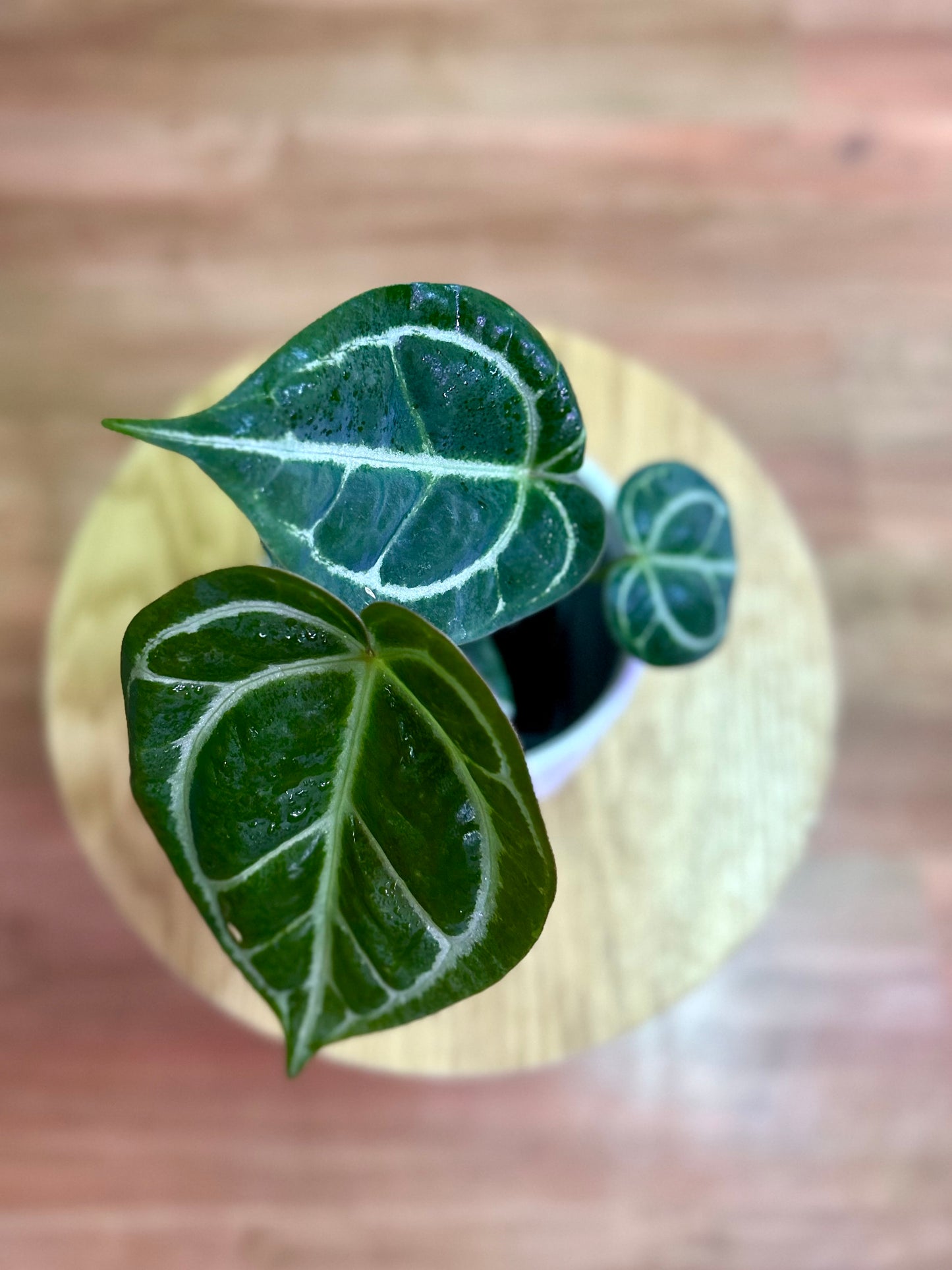 Anthurium Crystallinum