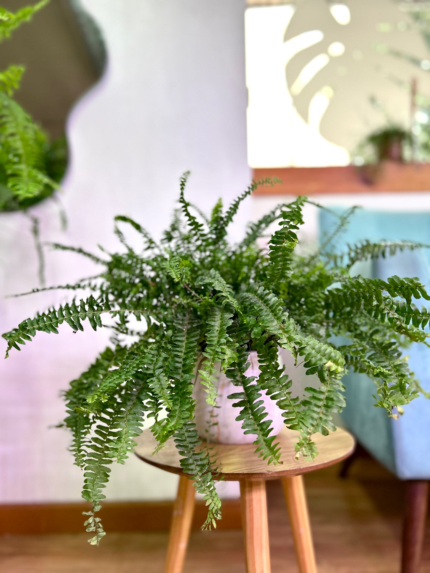 Helecho Hastatum o Peineta S