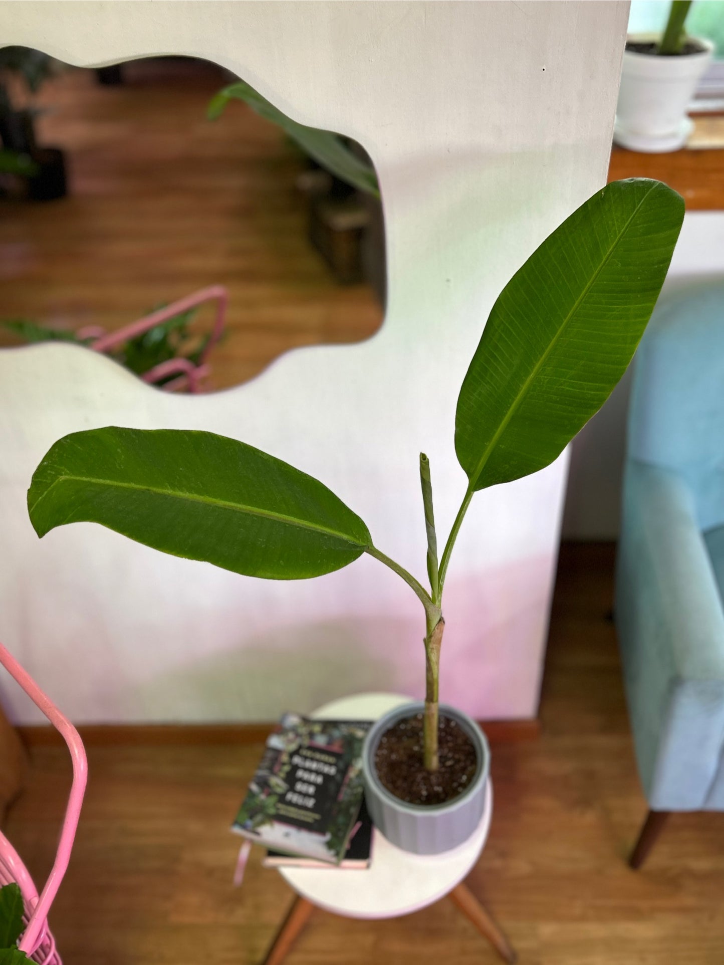 Musa Florida Verde S