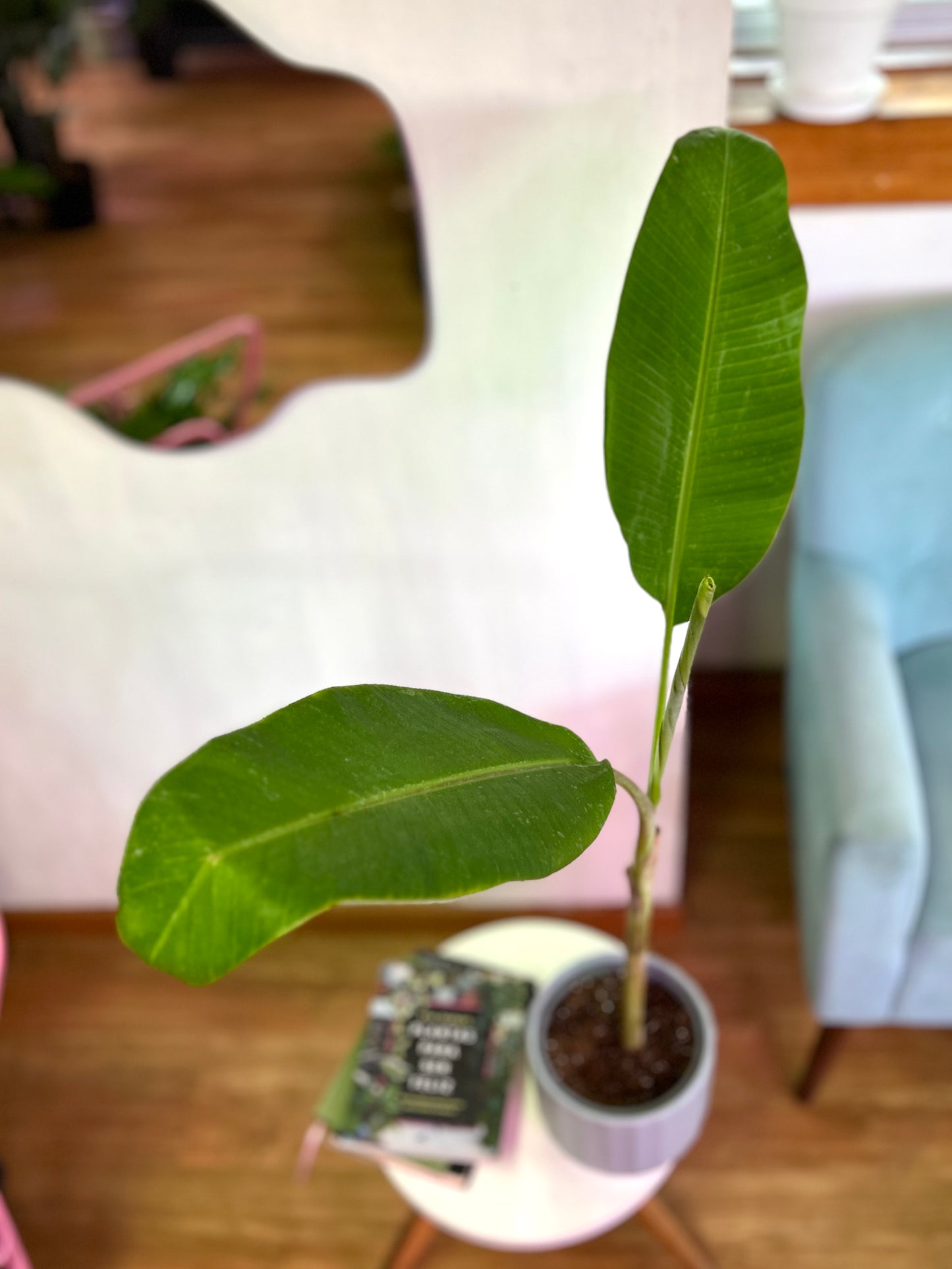 Musa Florida Verde S