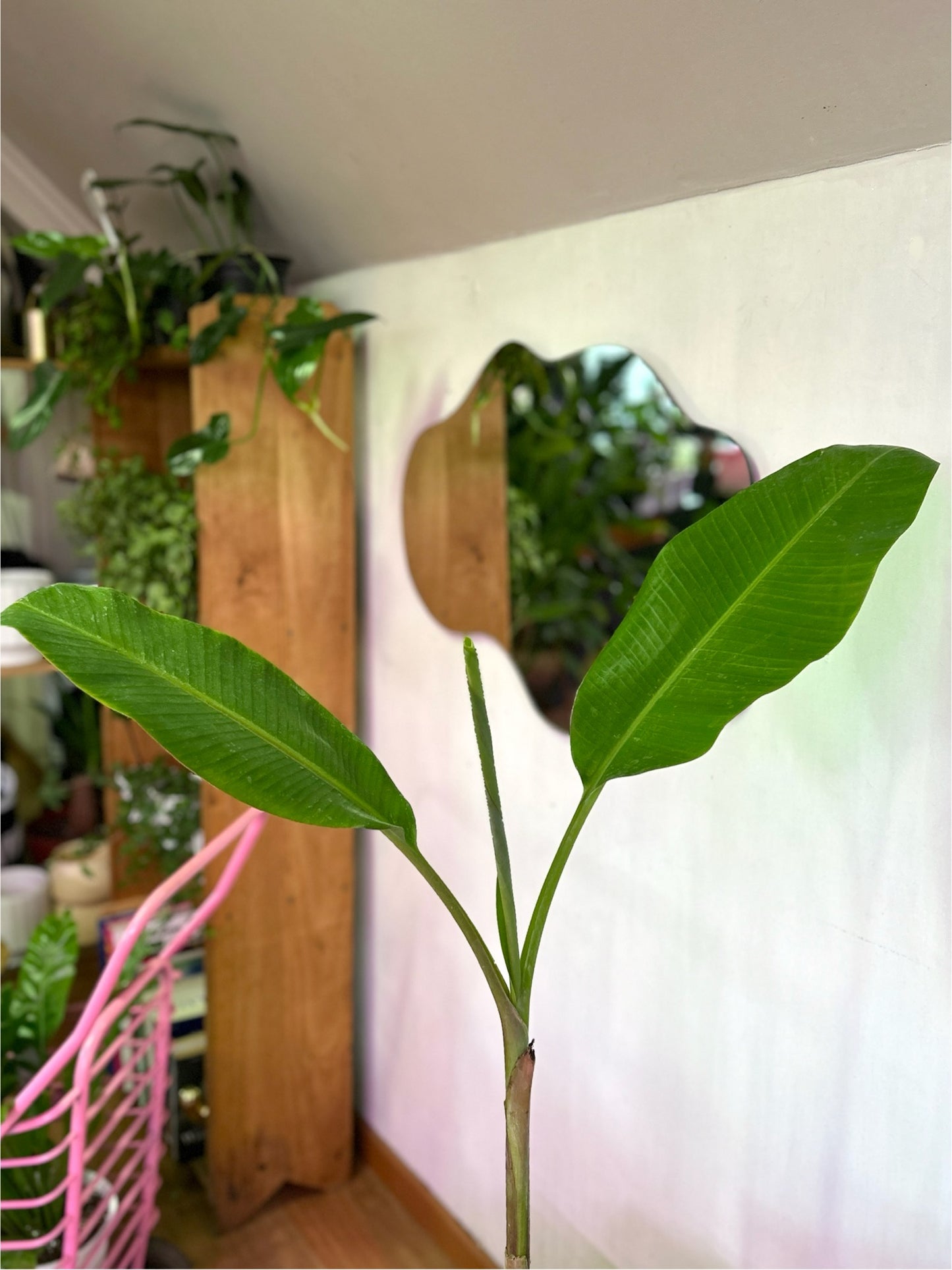 Musa Florida Verde S