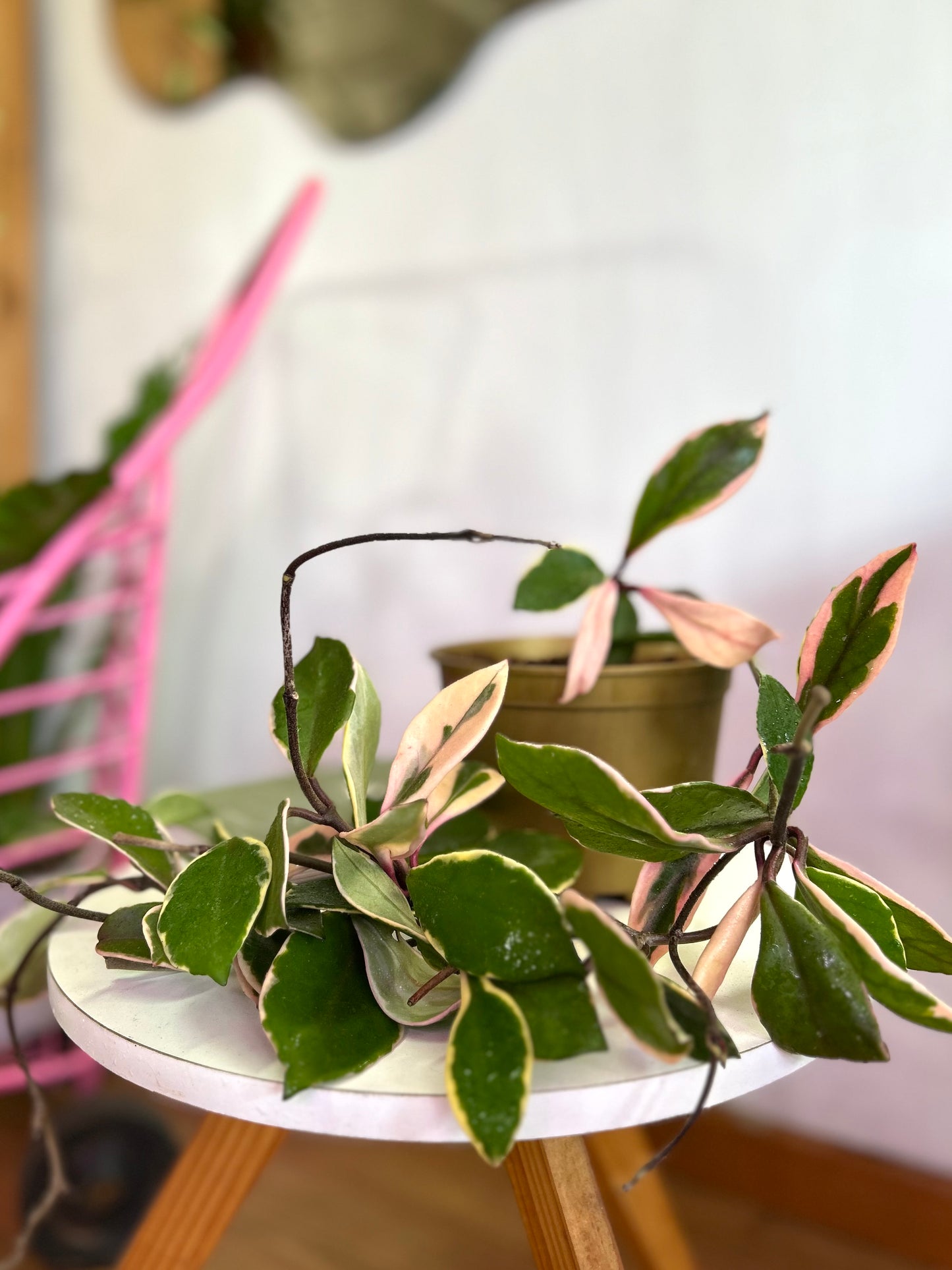 Hoya Krimson Queen L o Clepia Variegada