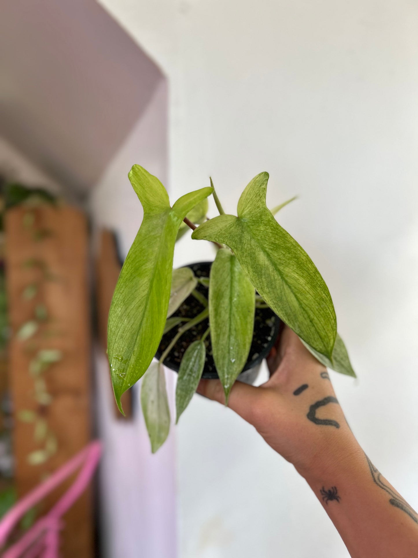 Filodendro Florida Ghost