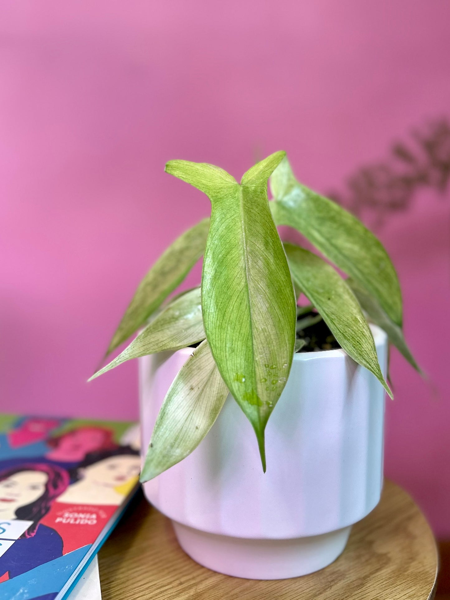 Filodendro Florida Ghost