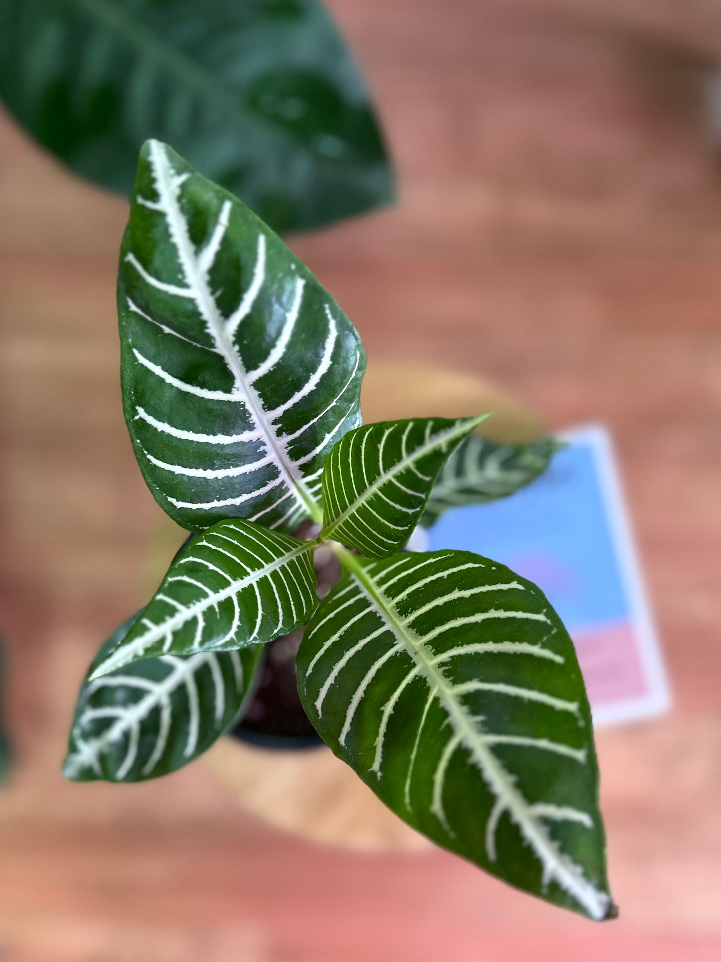 Aphelandra Squarrosa - Planta Cebra