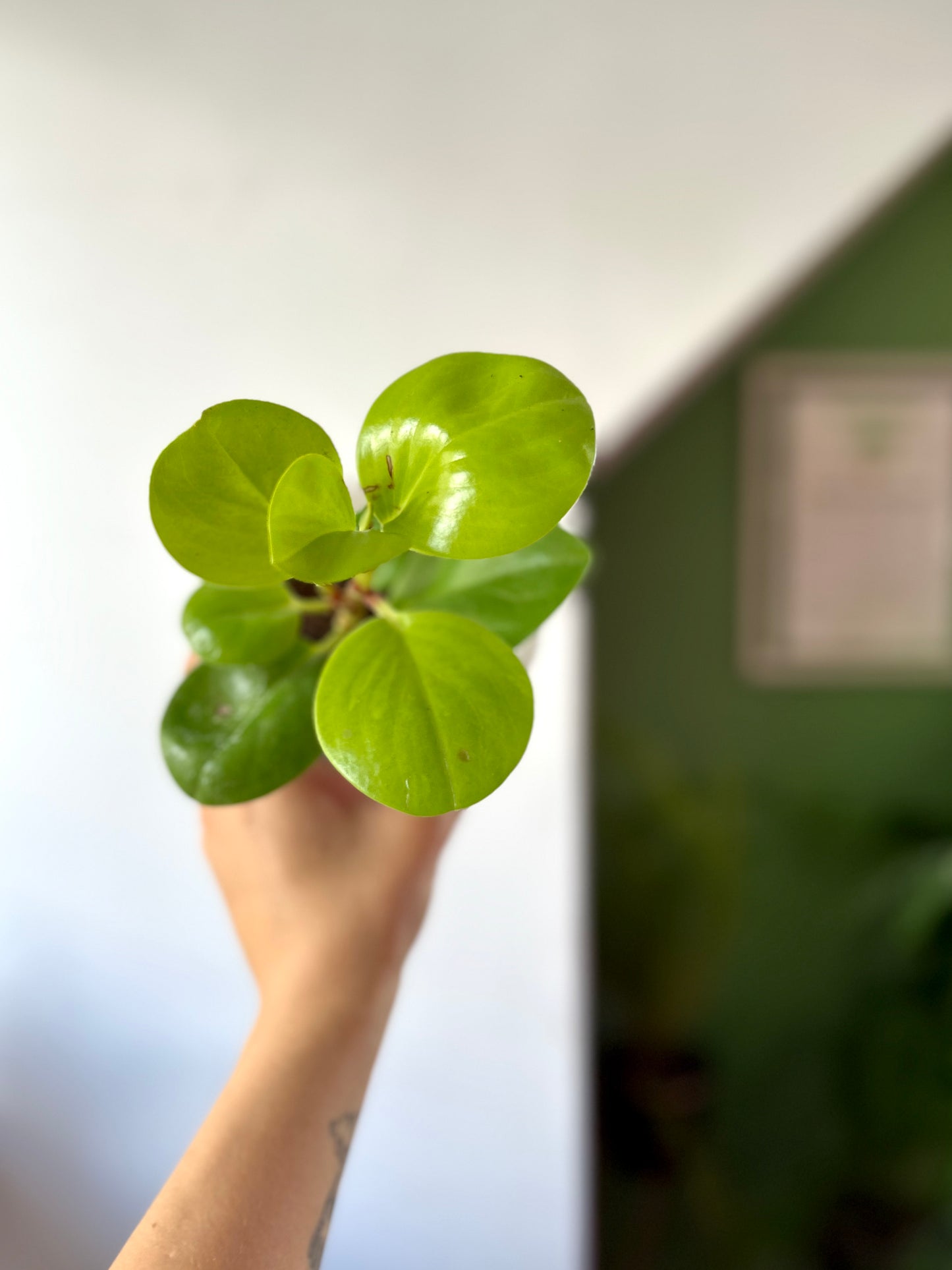Peperomia Obtusifolia Lemon