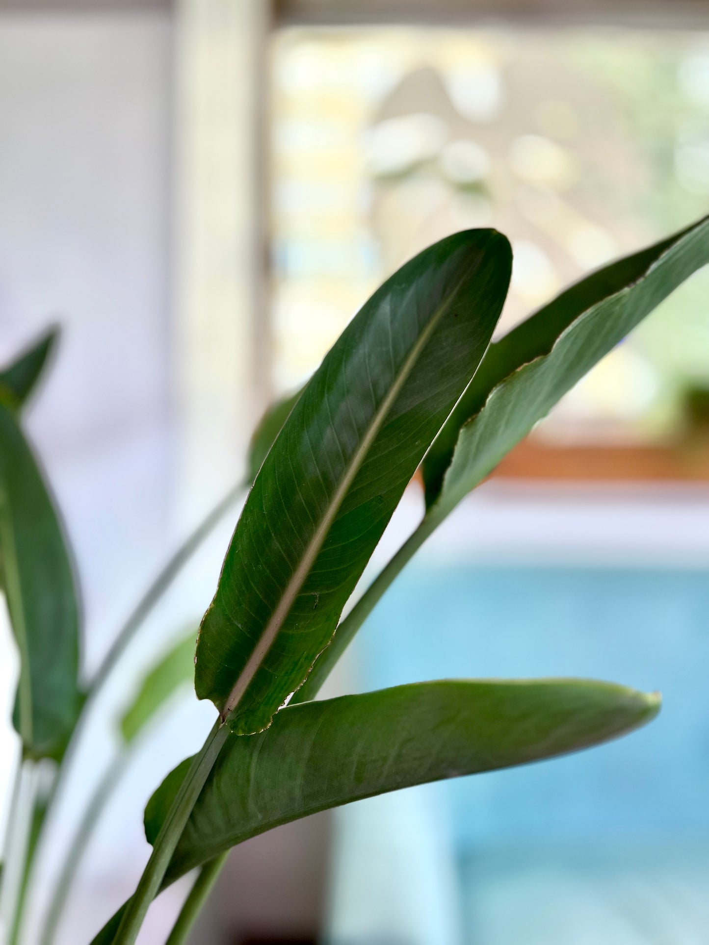 Strelitzia Reginae - Ave De Paraiso XL