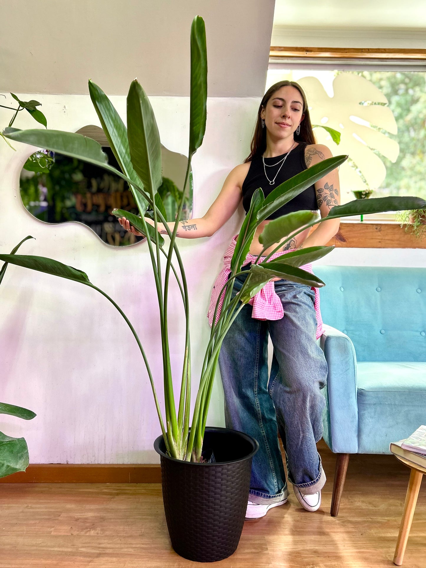 Strelitzia Reginae - Ave De Paraiso XL