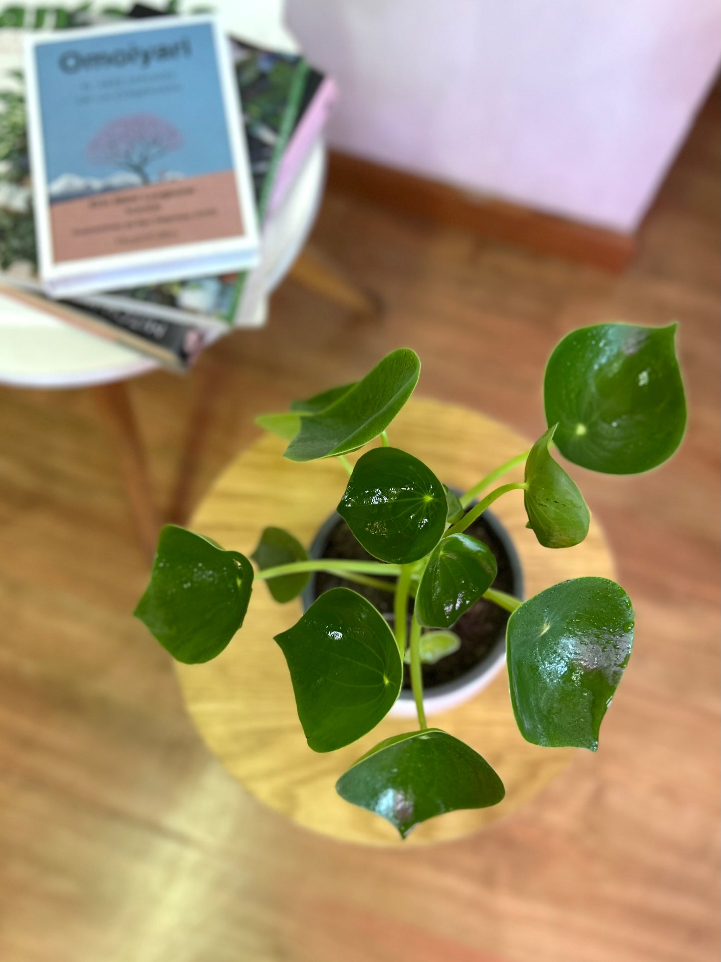 Peperomia Polybotrya - Cucharita