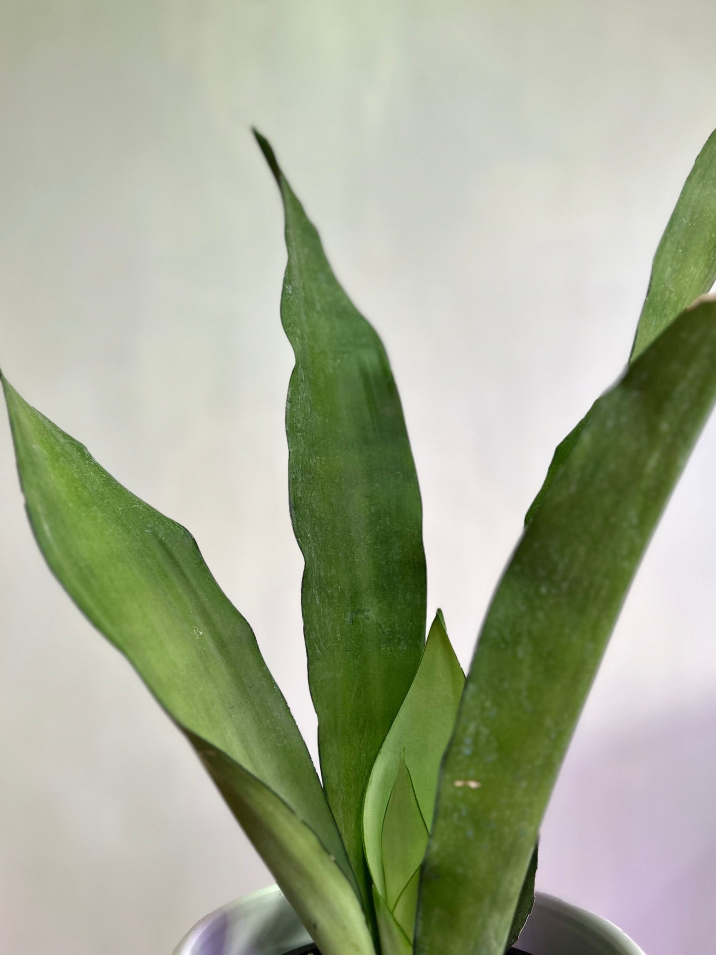 Sansevieria Trifasciata Moonshine M/L
