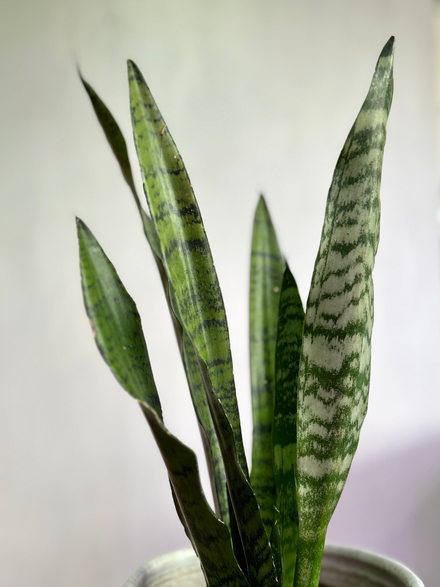 Sansevieria Trifasciata Zeylánica M