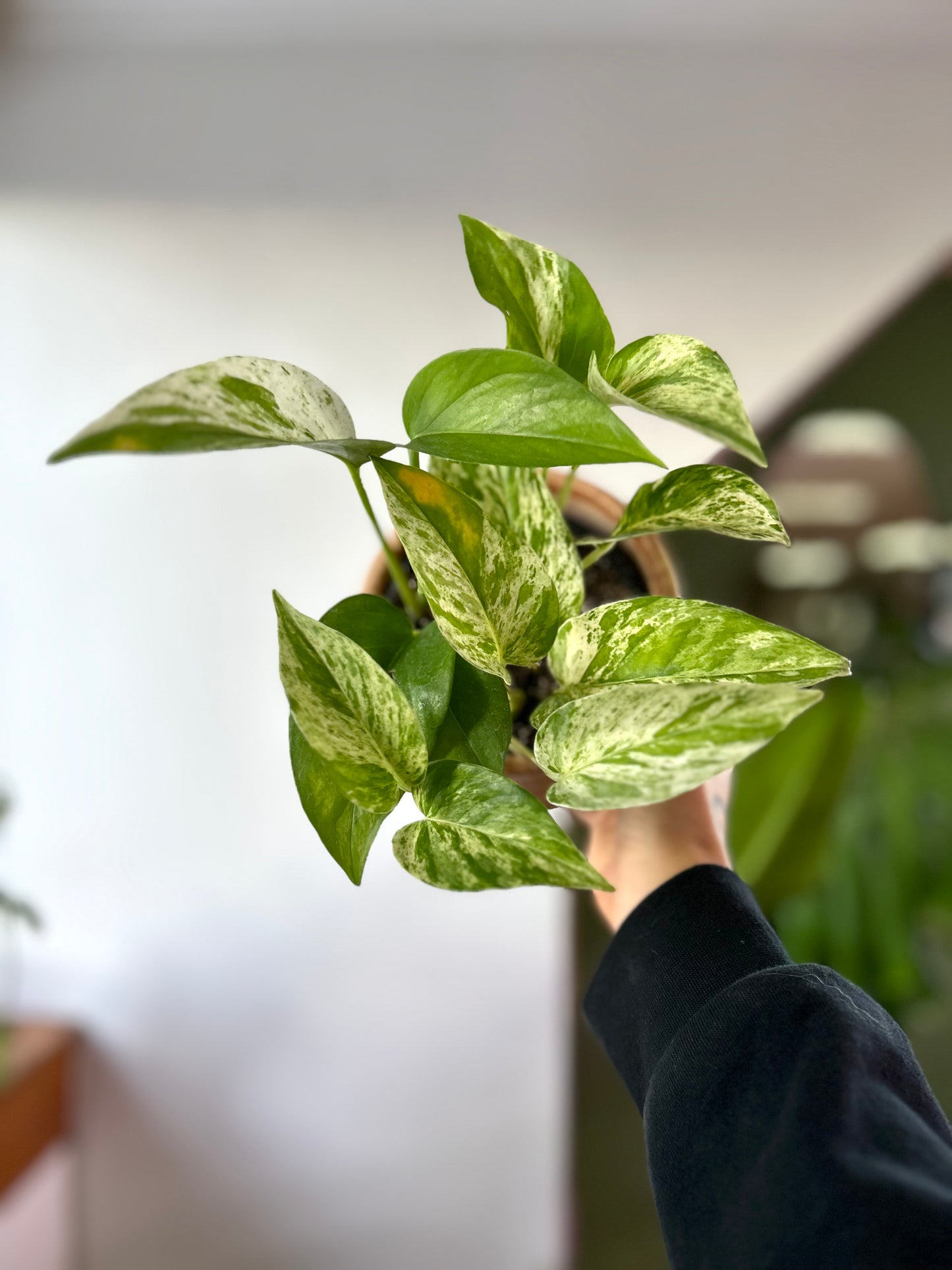 Potus Variegada o Epipremnum Aureum Marble Queen