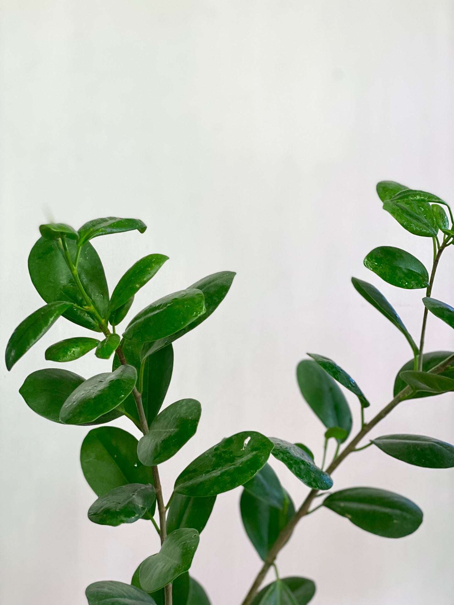 Ficus Moclame