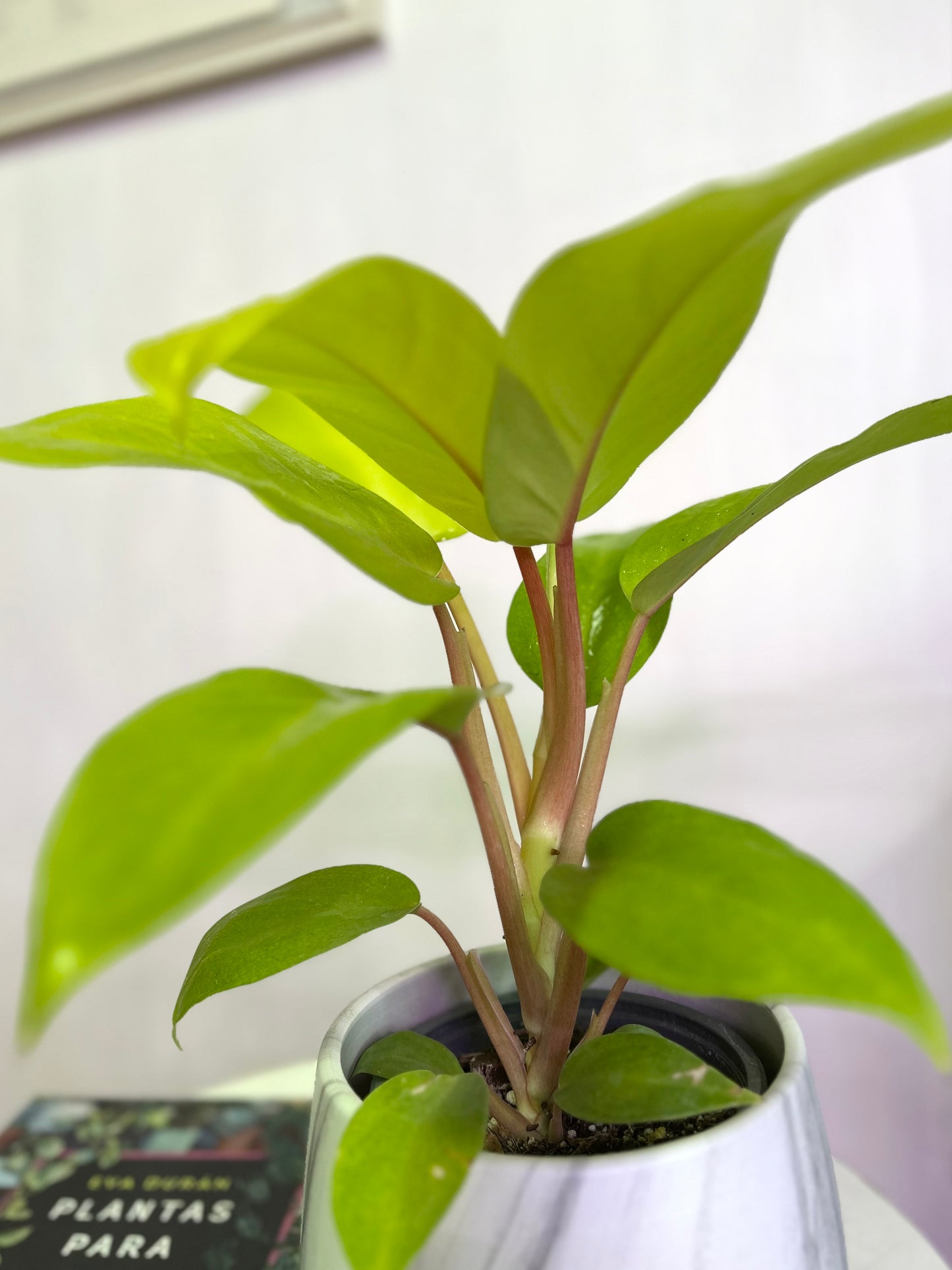 Filodendro Malay Gold