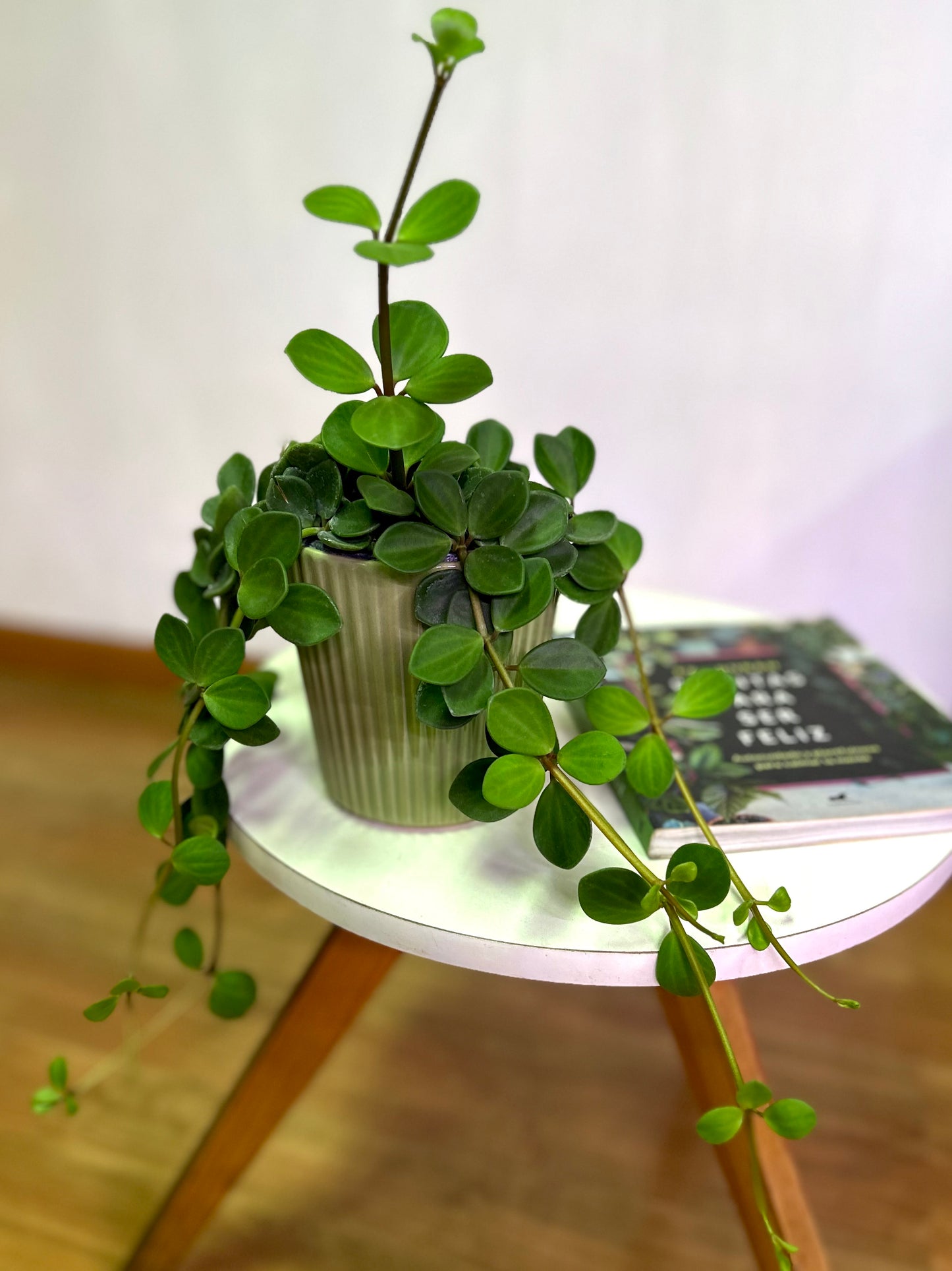 Peperomia Tetraphylla Hope