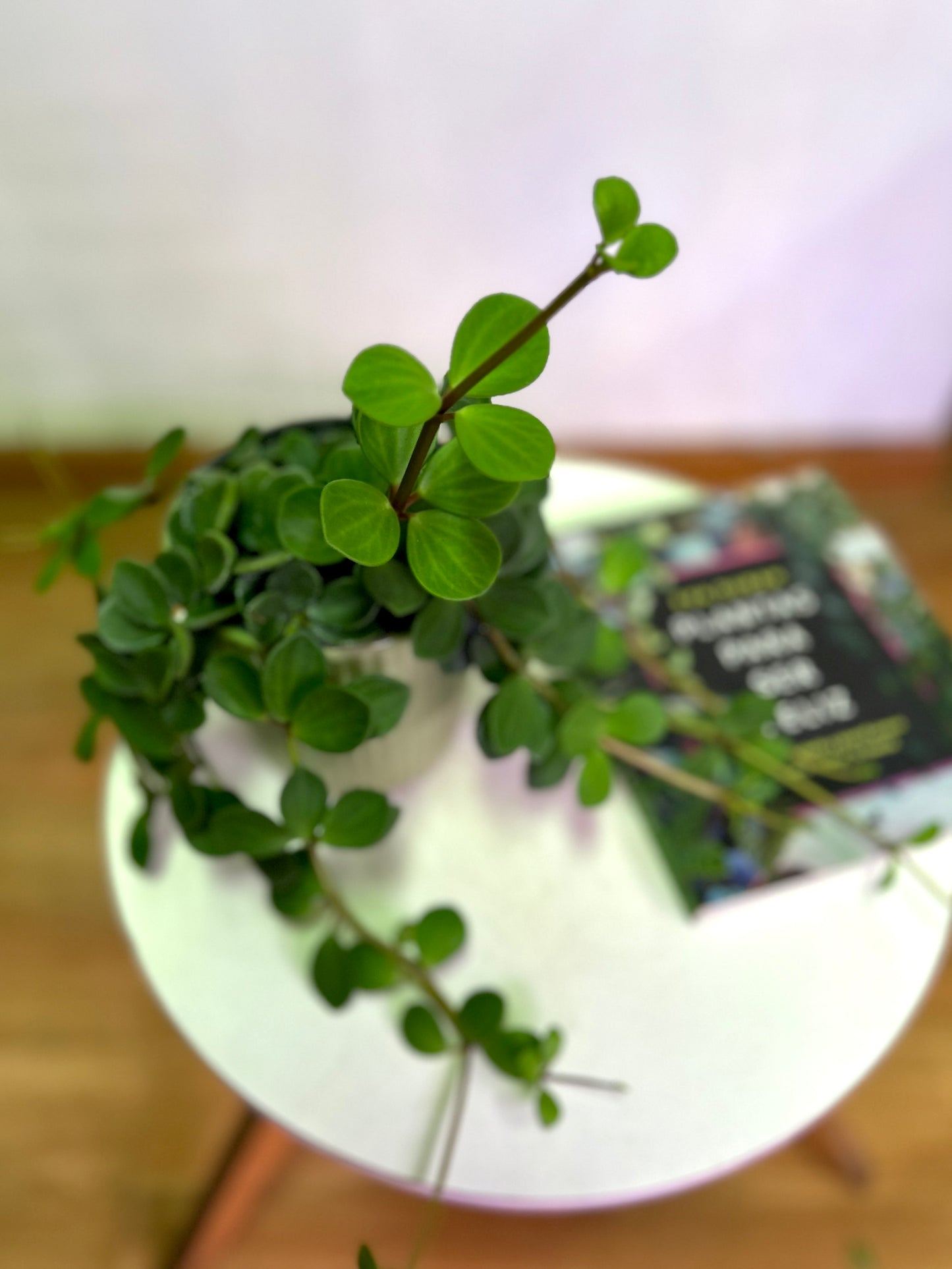 Peperomia Tetraphylla Hope