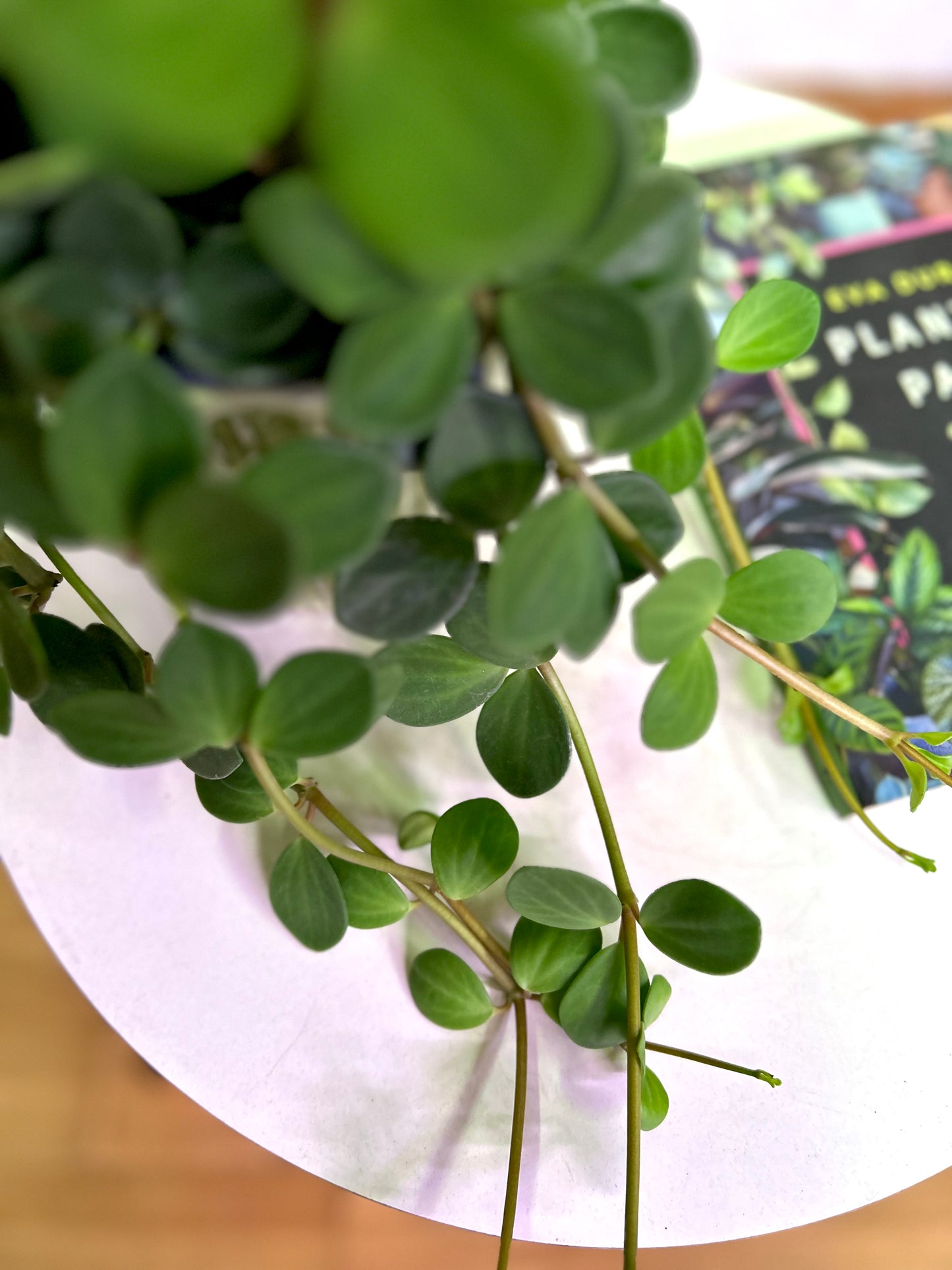 Peperomia Tetraphylla Hope