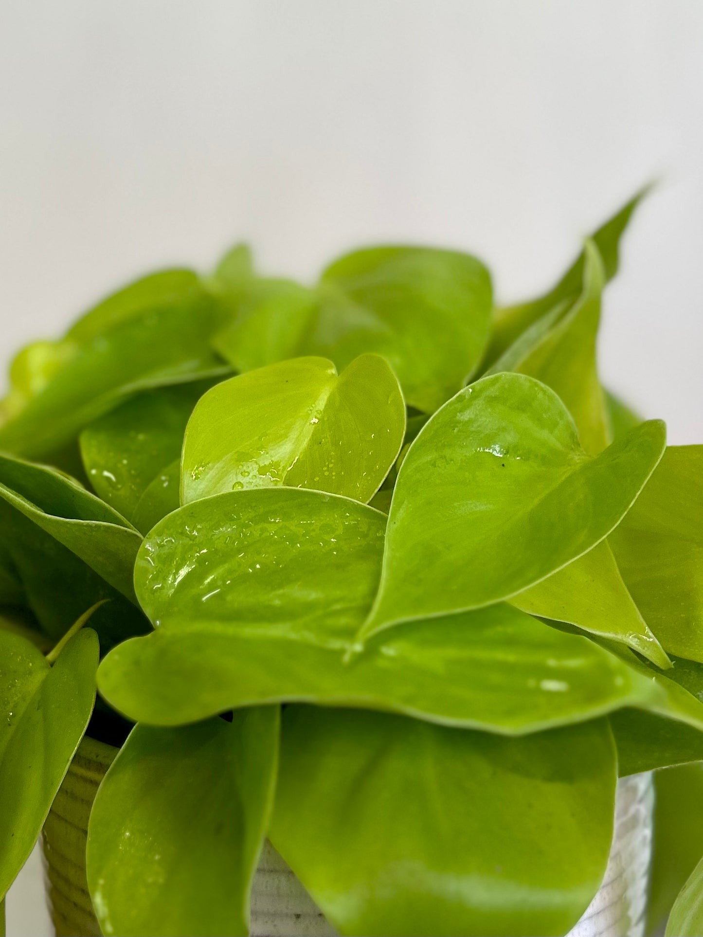 Filodendro Cordatum Lemon