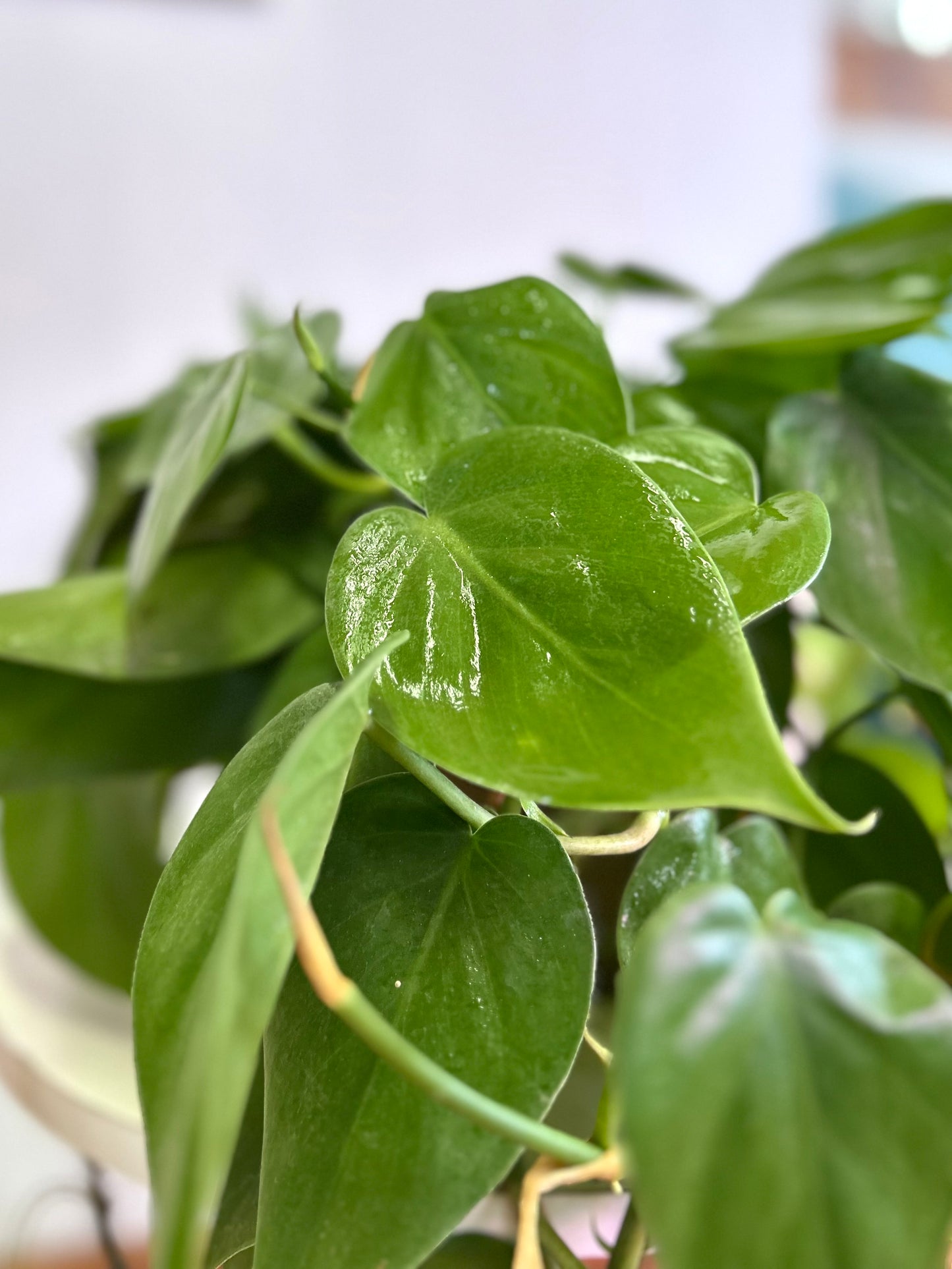 Filodendro Cordatum M