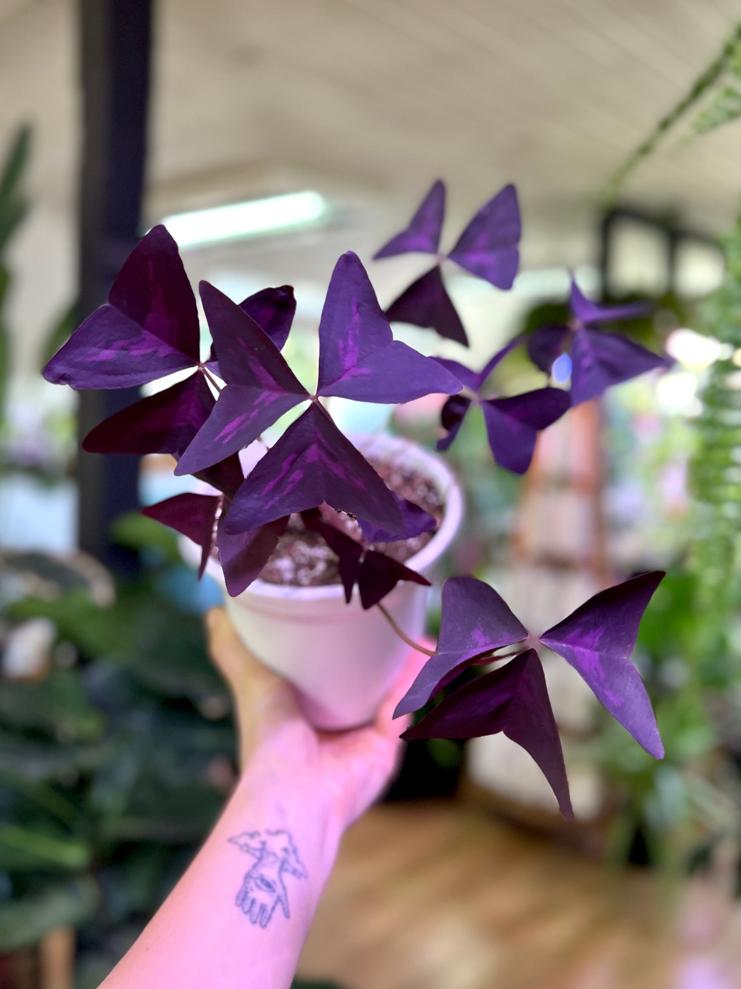 Oxalis Triangularis