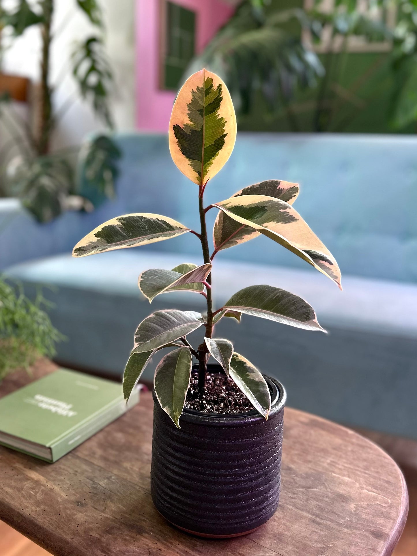 Ficus Elástica Tineke
