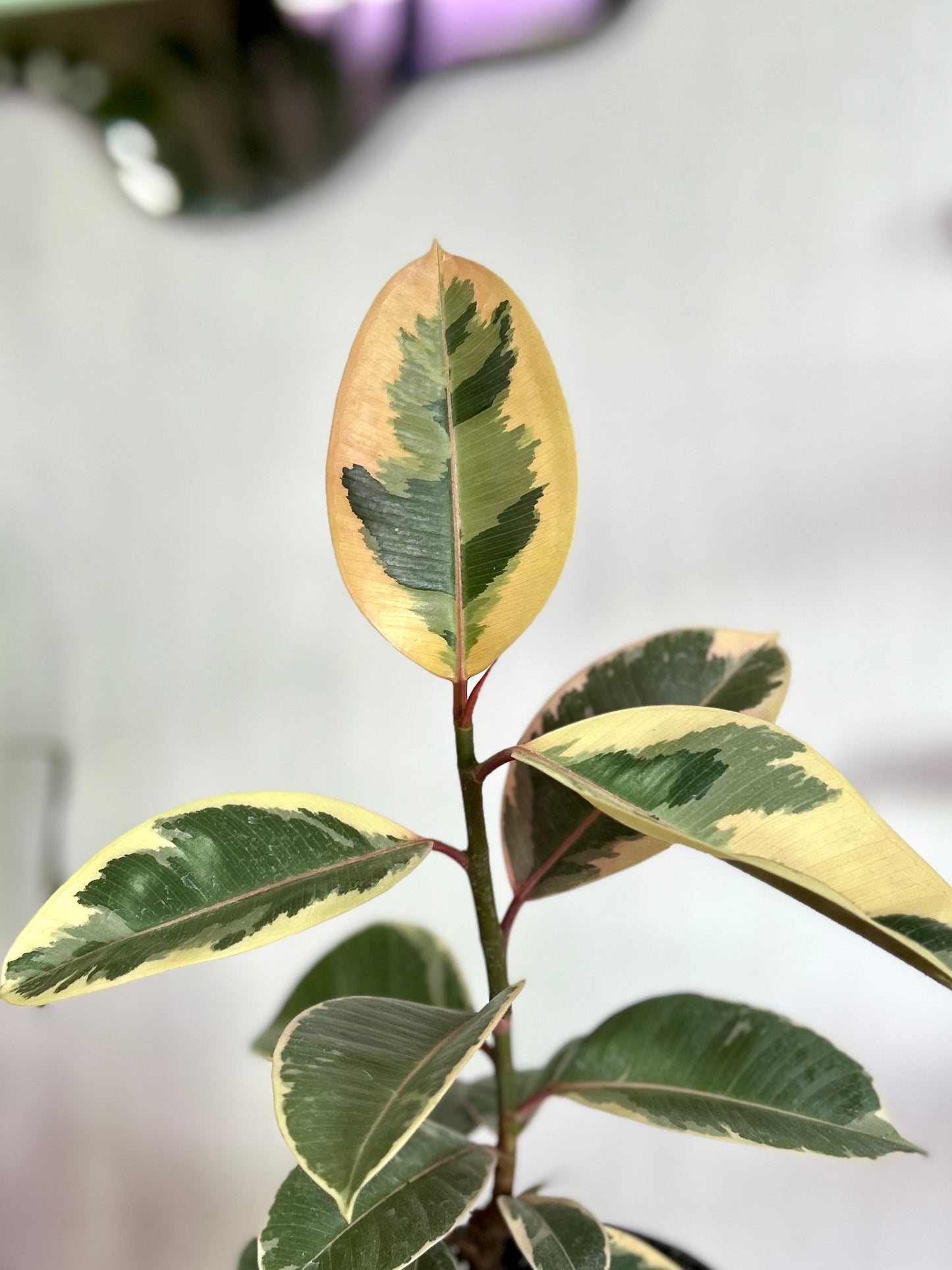 Ficus Elástica Tineke
