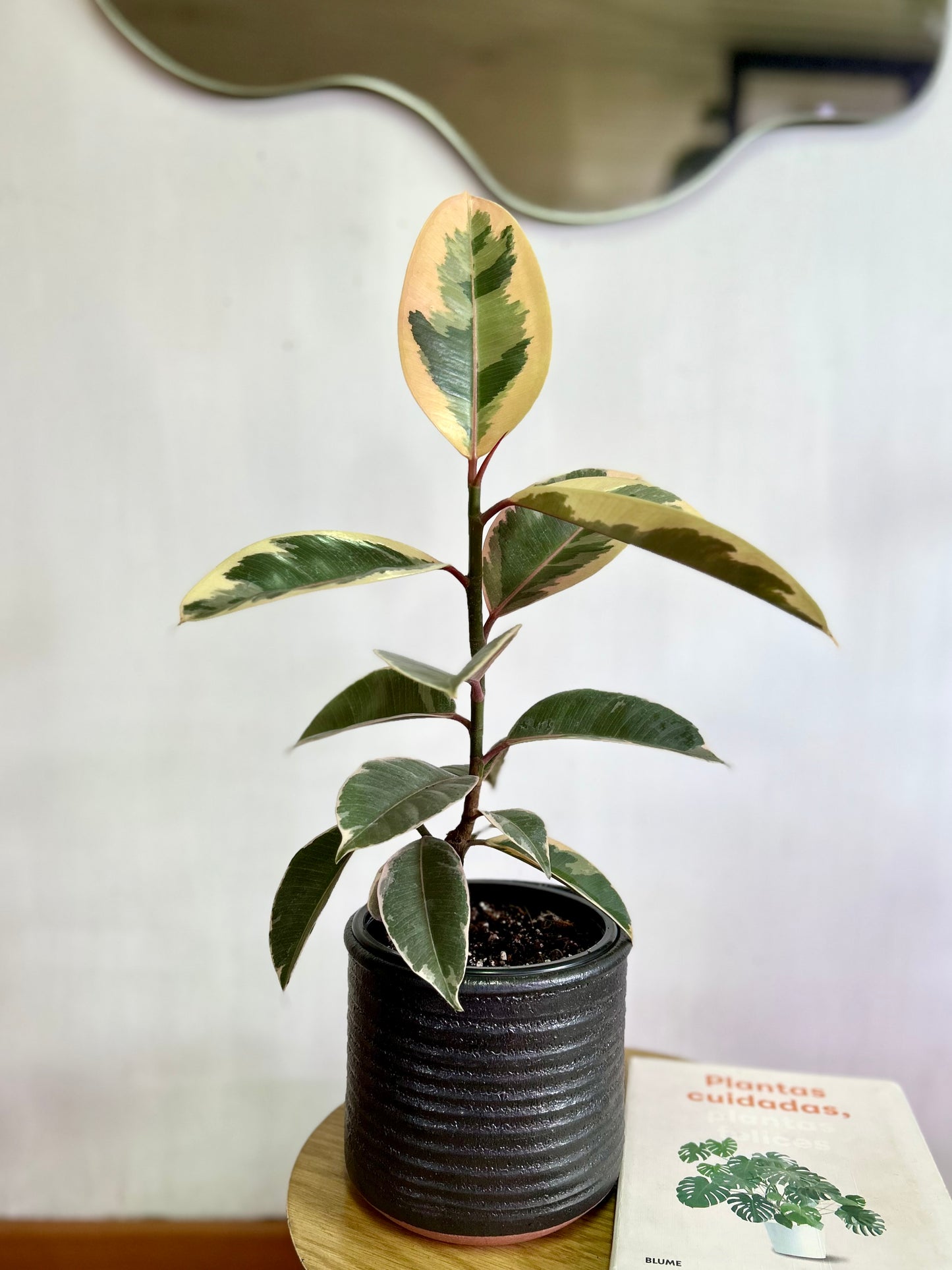 Ficus Elástica Tineke