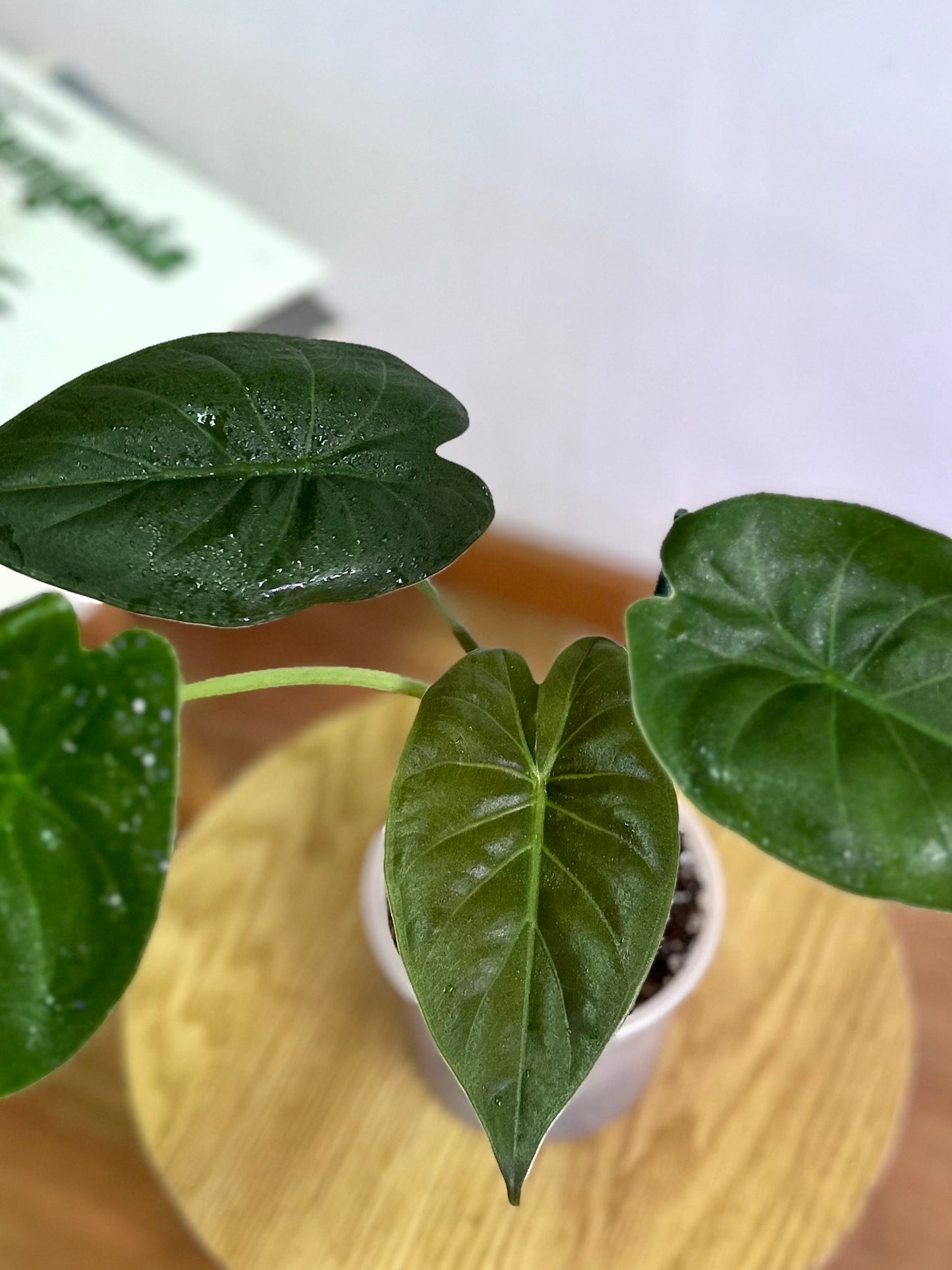 Alocasia Wentii