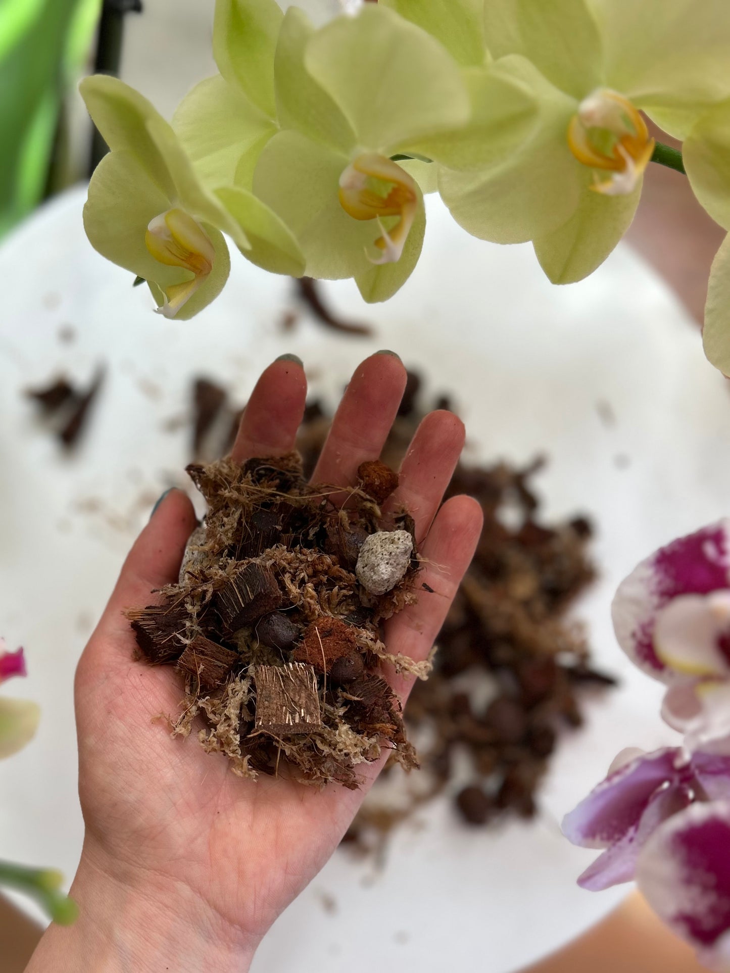 Sustrato premium para Orquídeas