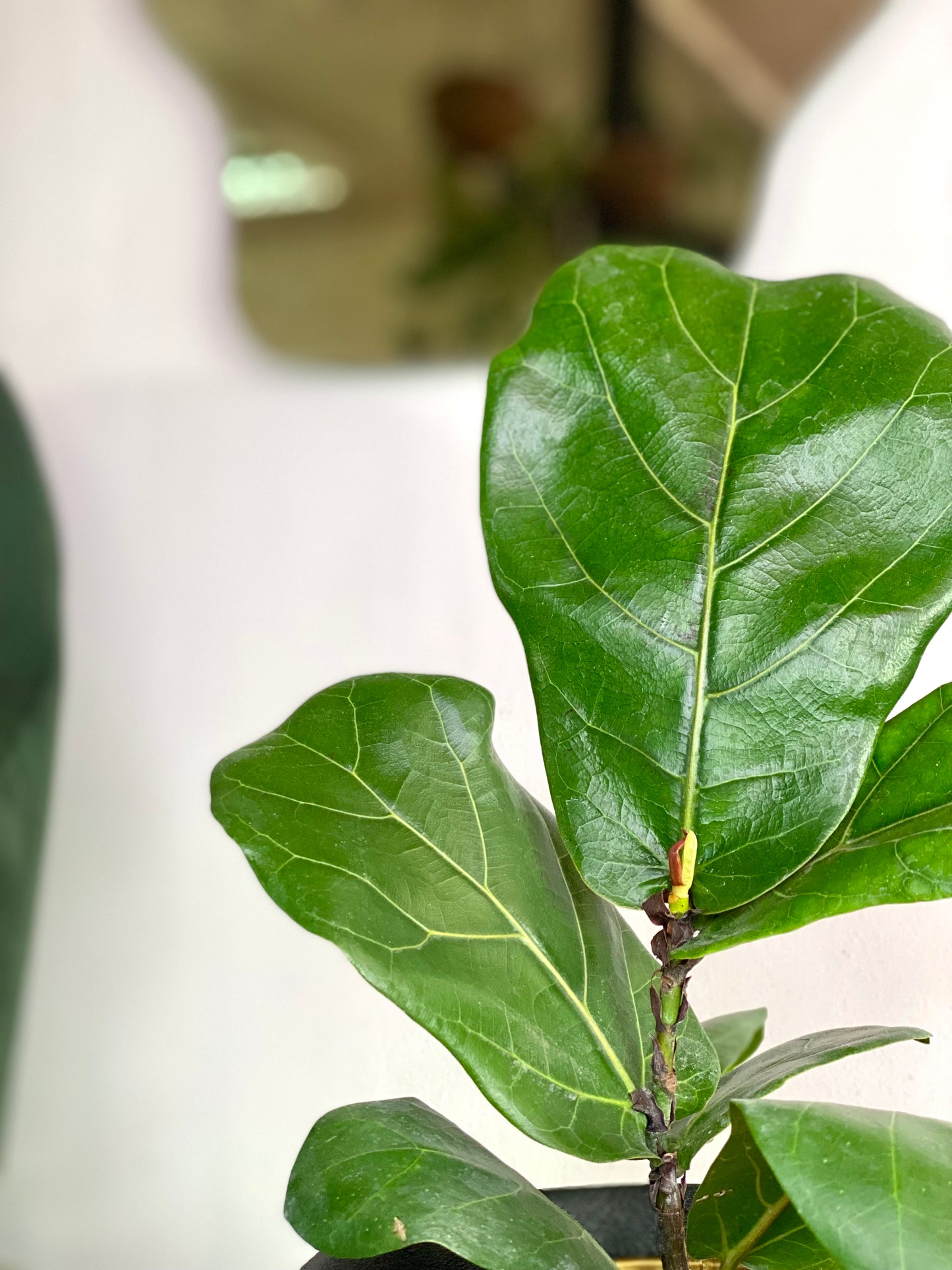 Ficus Lyrata S