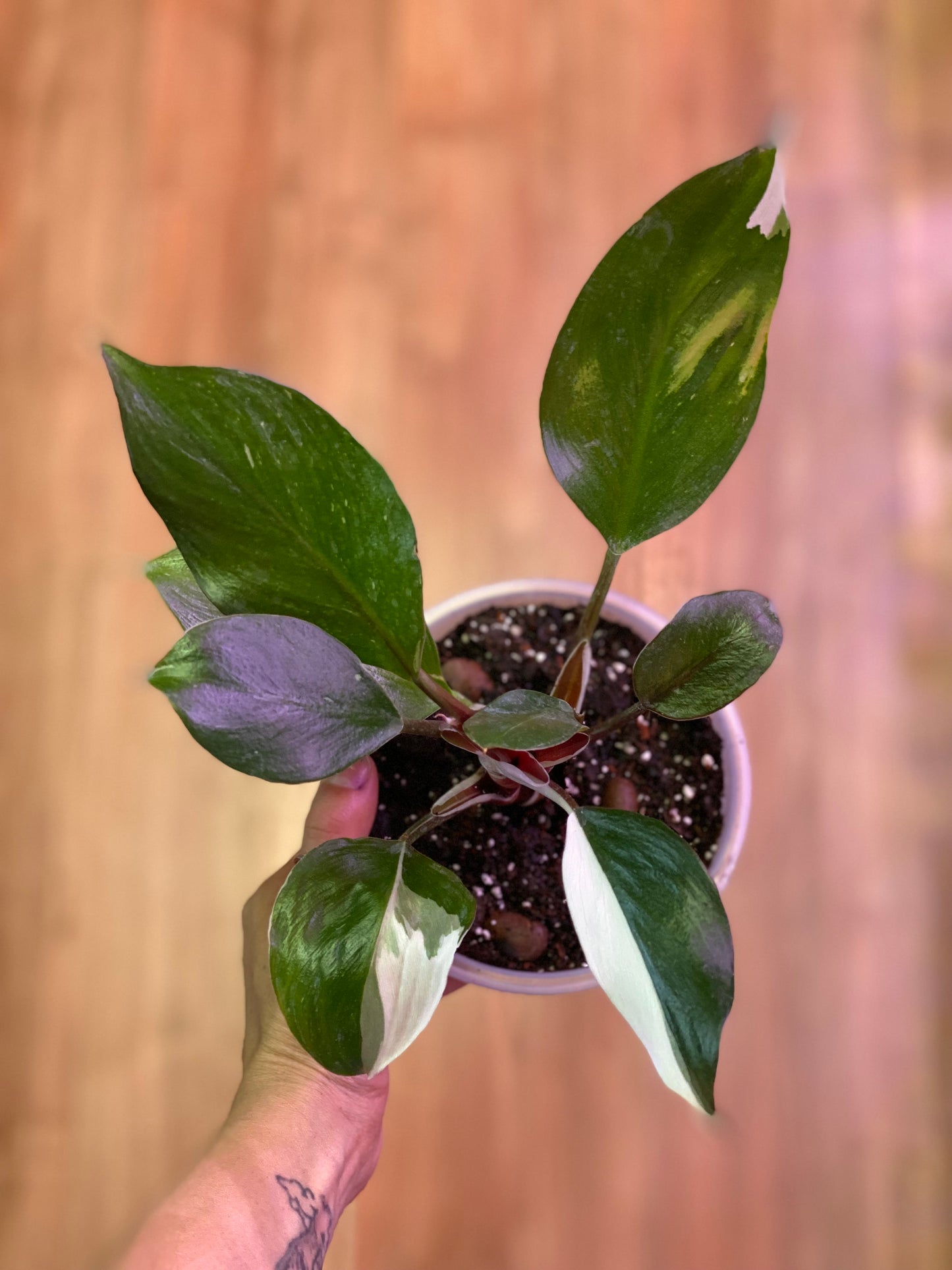 Filodendro White Knight