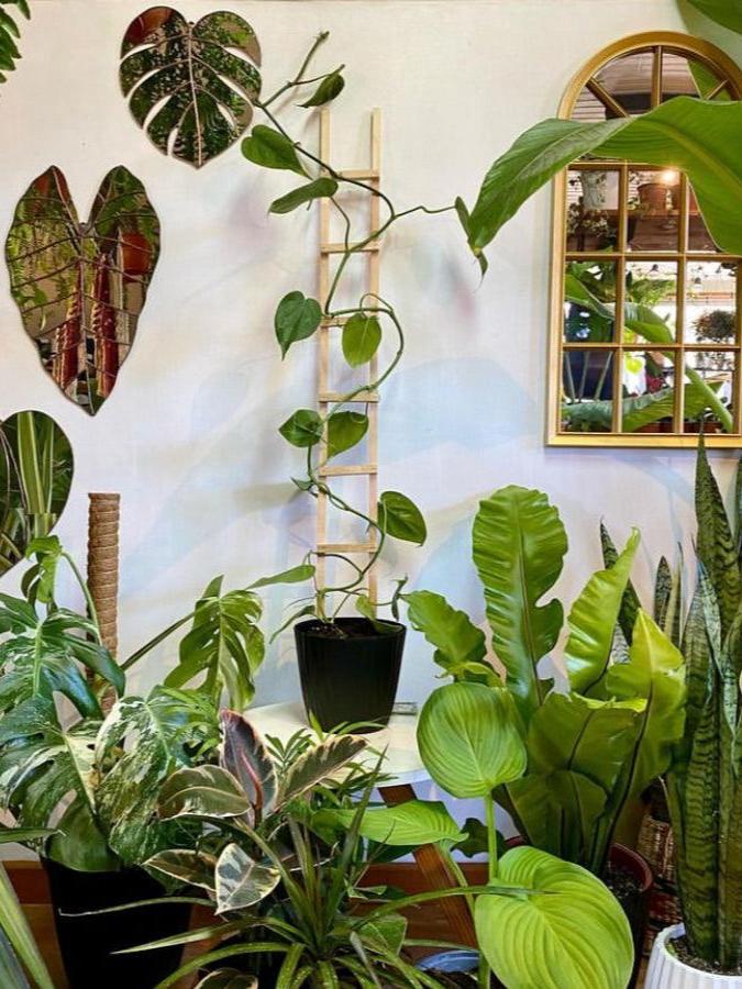 Guía de escalera para plantas