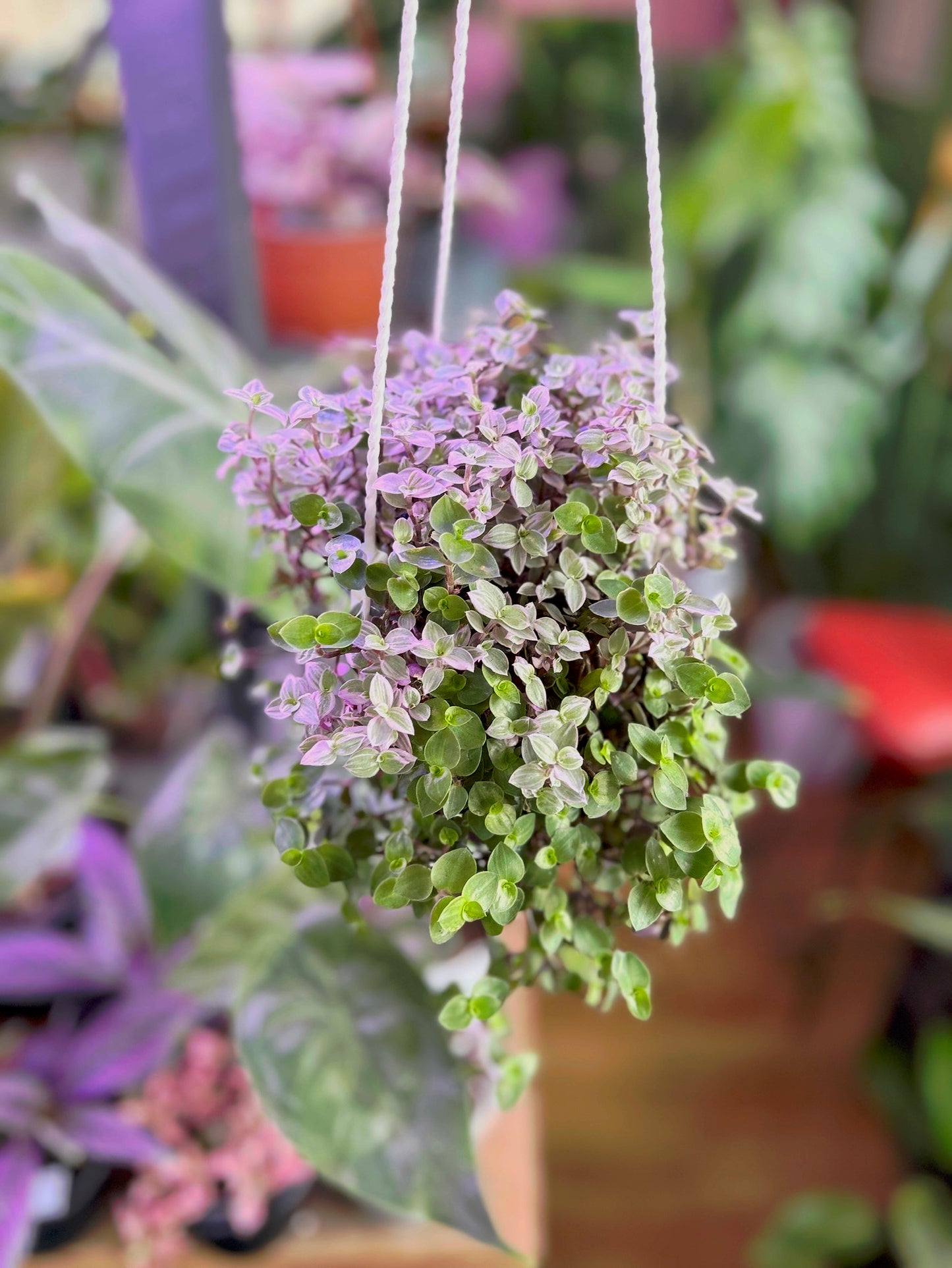 Callisia Repens Pink Lady