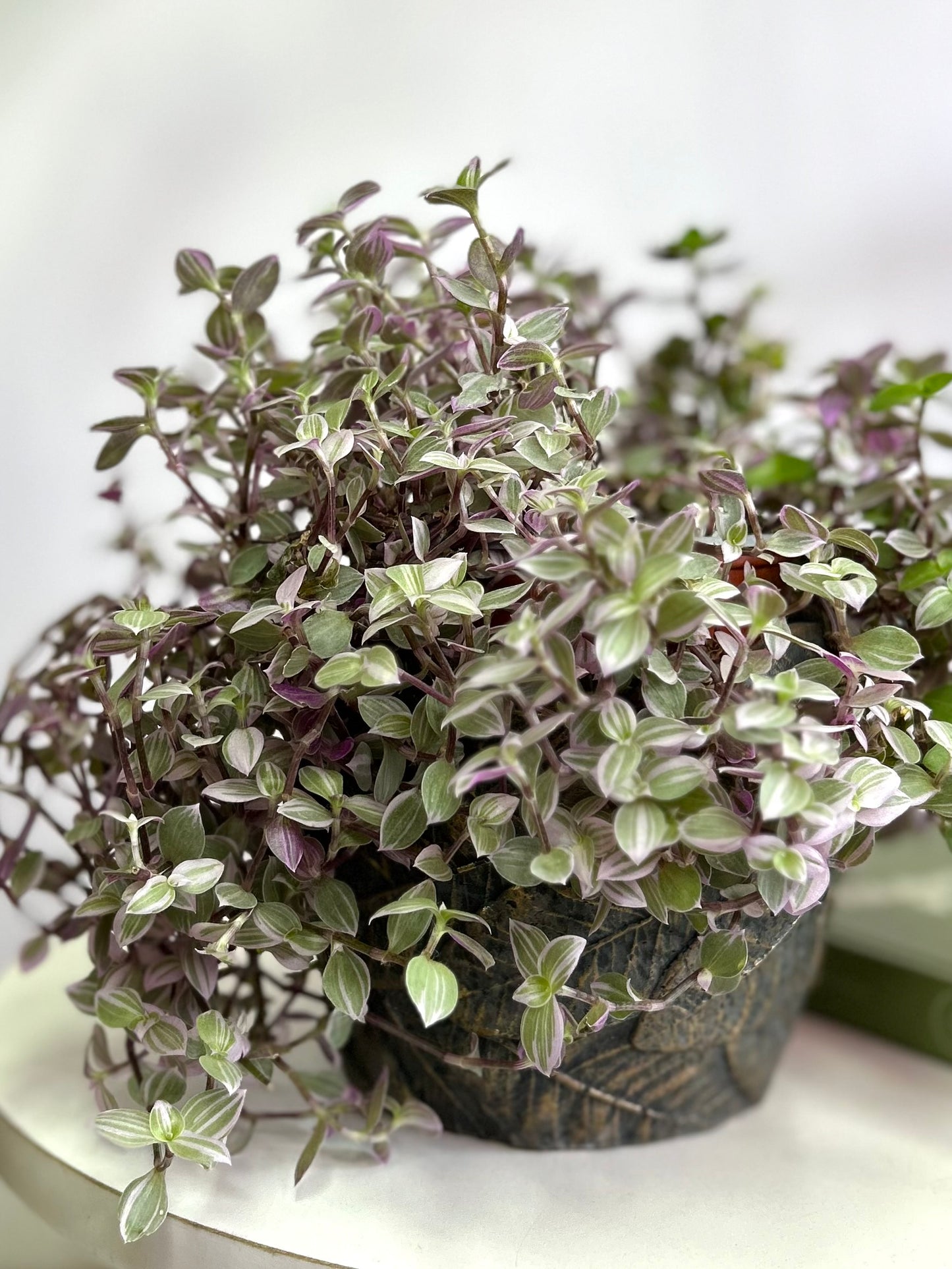 Callisia Repens Pink Lady