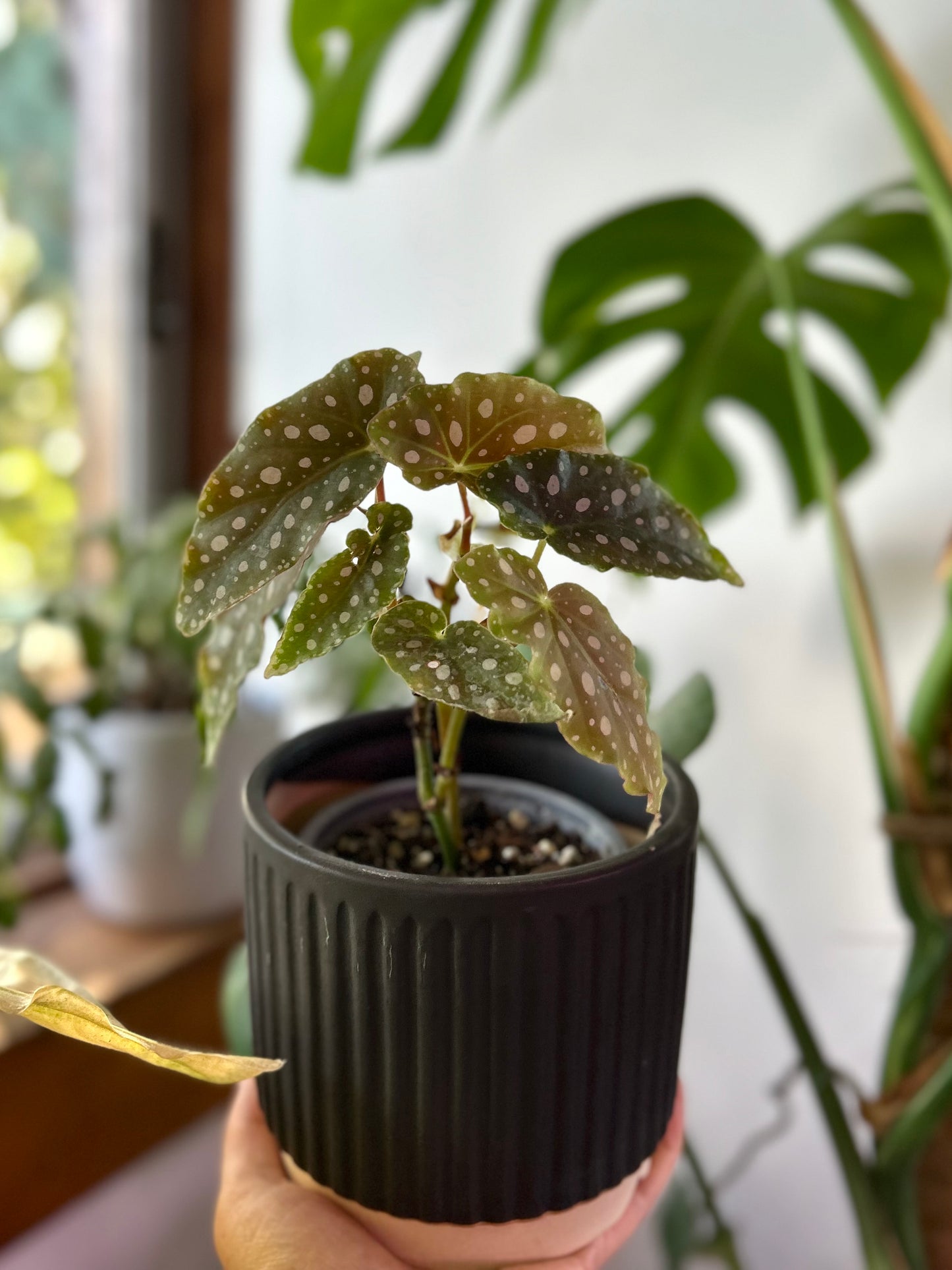 Begonia Maculata S